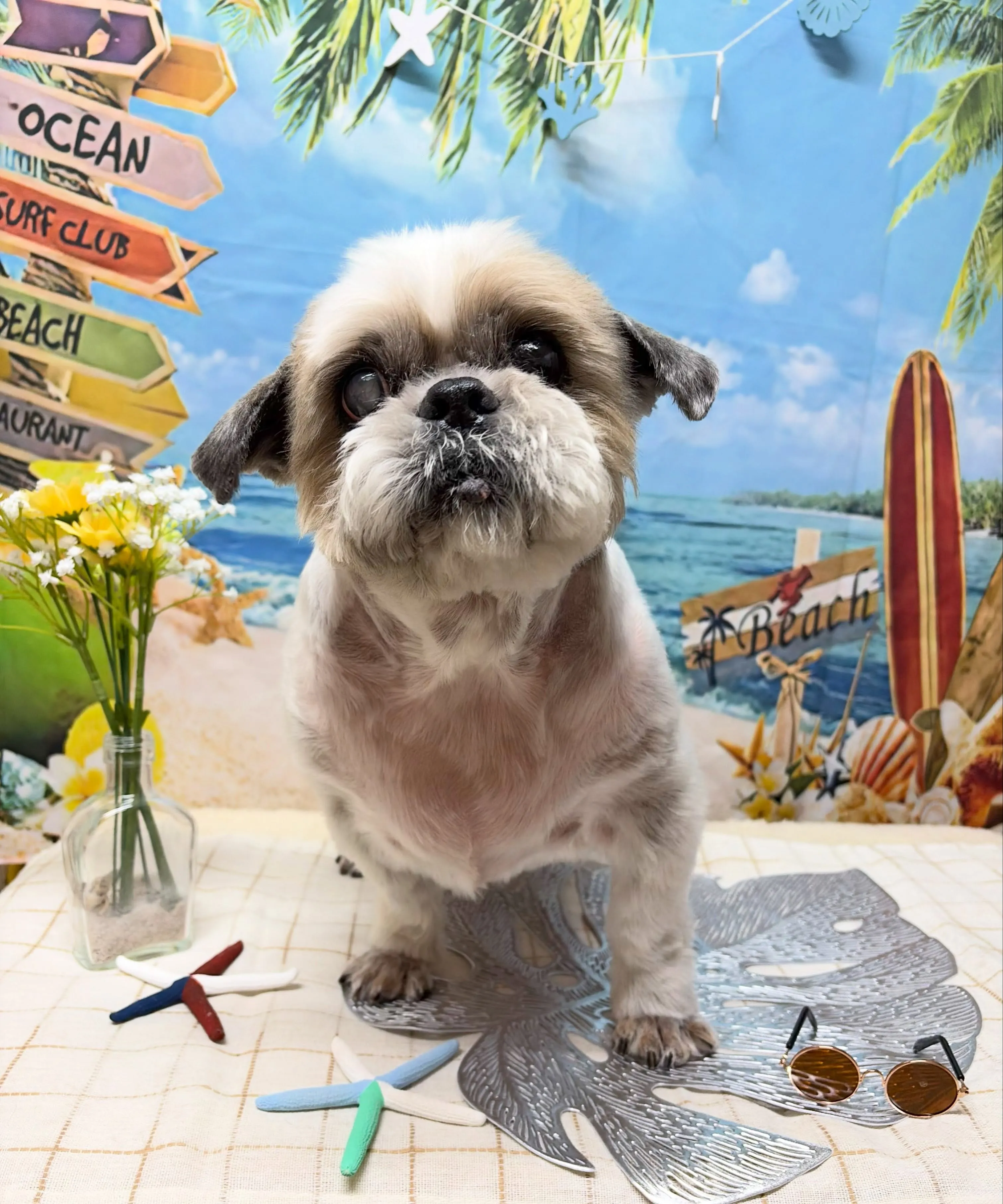 🍃7/3のトリミング🍃シーズー🐶｜名東区・千種区・守山区の動...