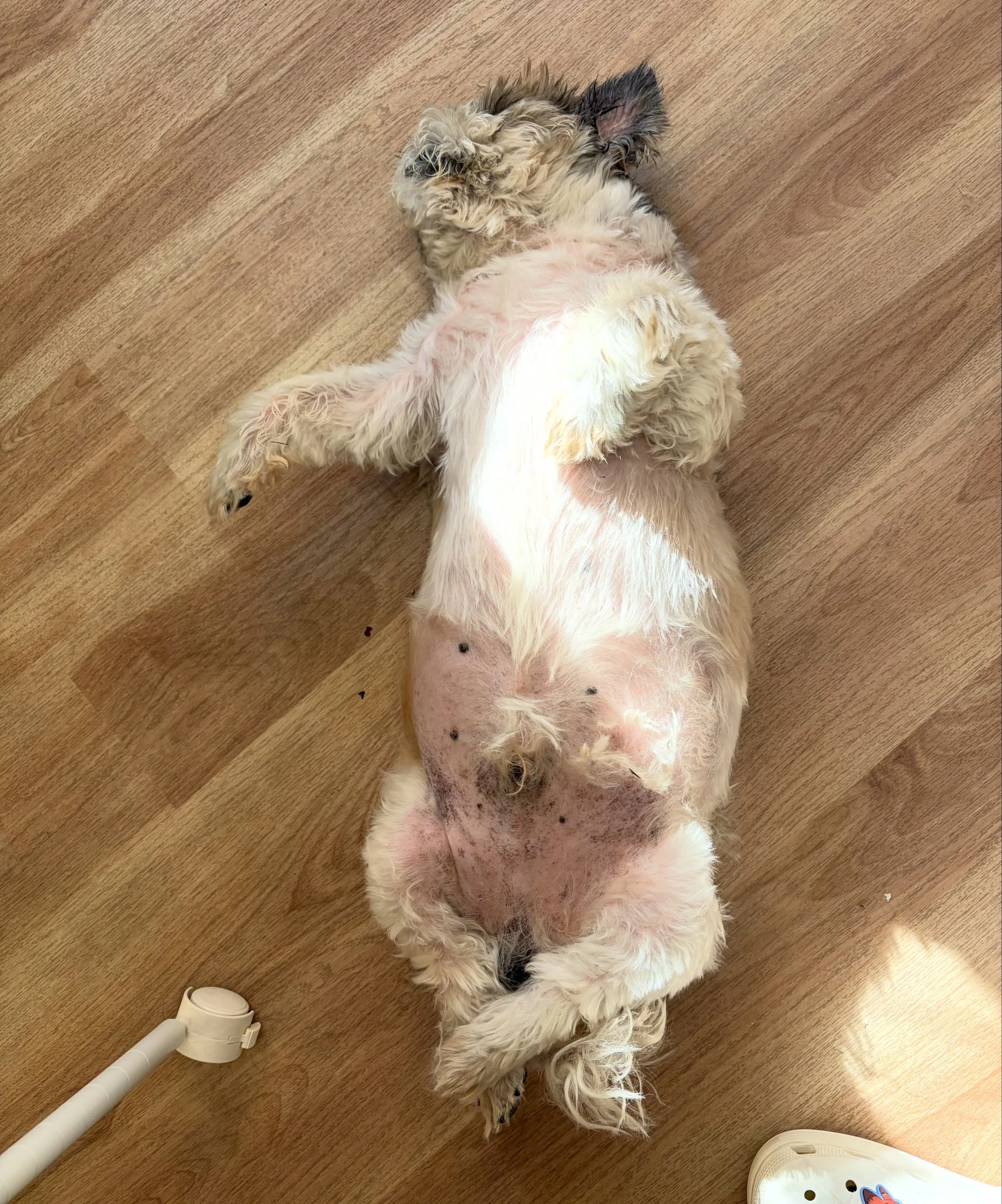 🍃7/3のトリミング🍃シーズー🐶｜名東区・千種区・守山区の動...