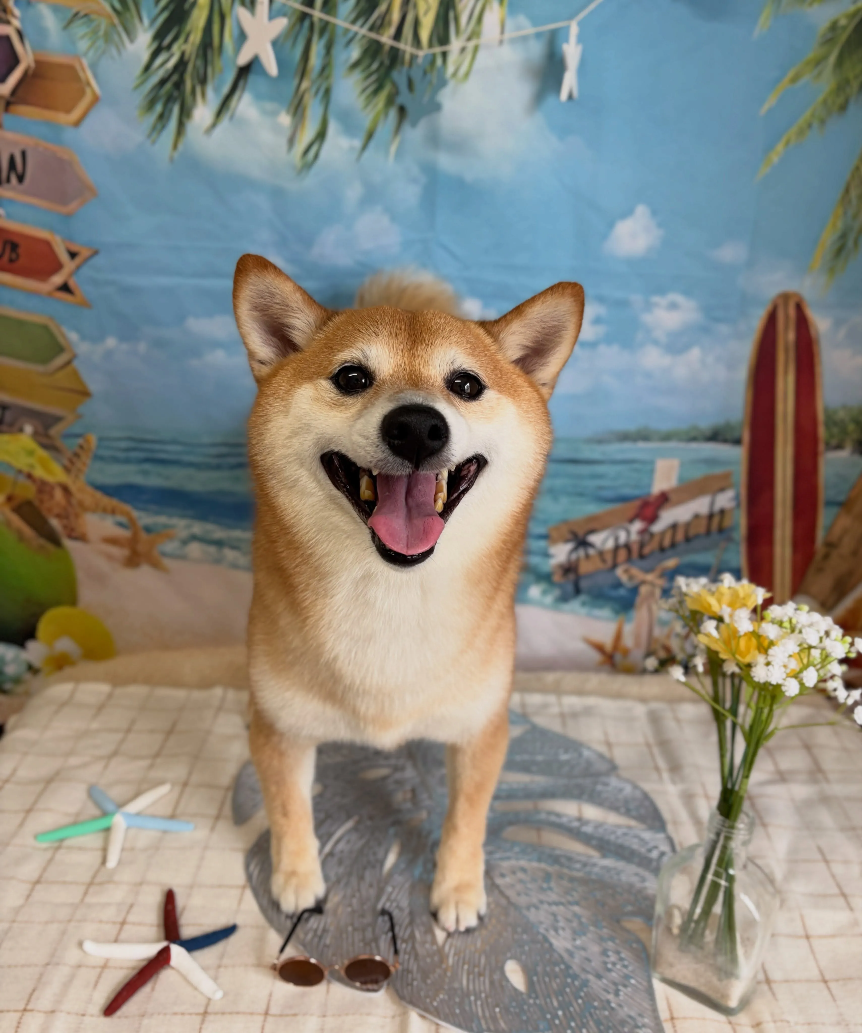 🍃7/4のトリミング🍃柴犬🐶｜名東区・千種区・守山区の動物病...