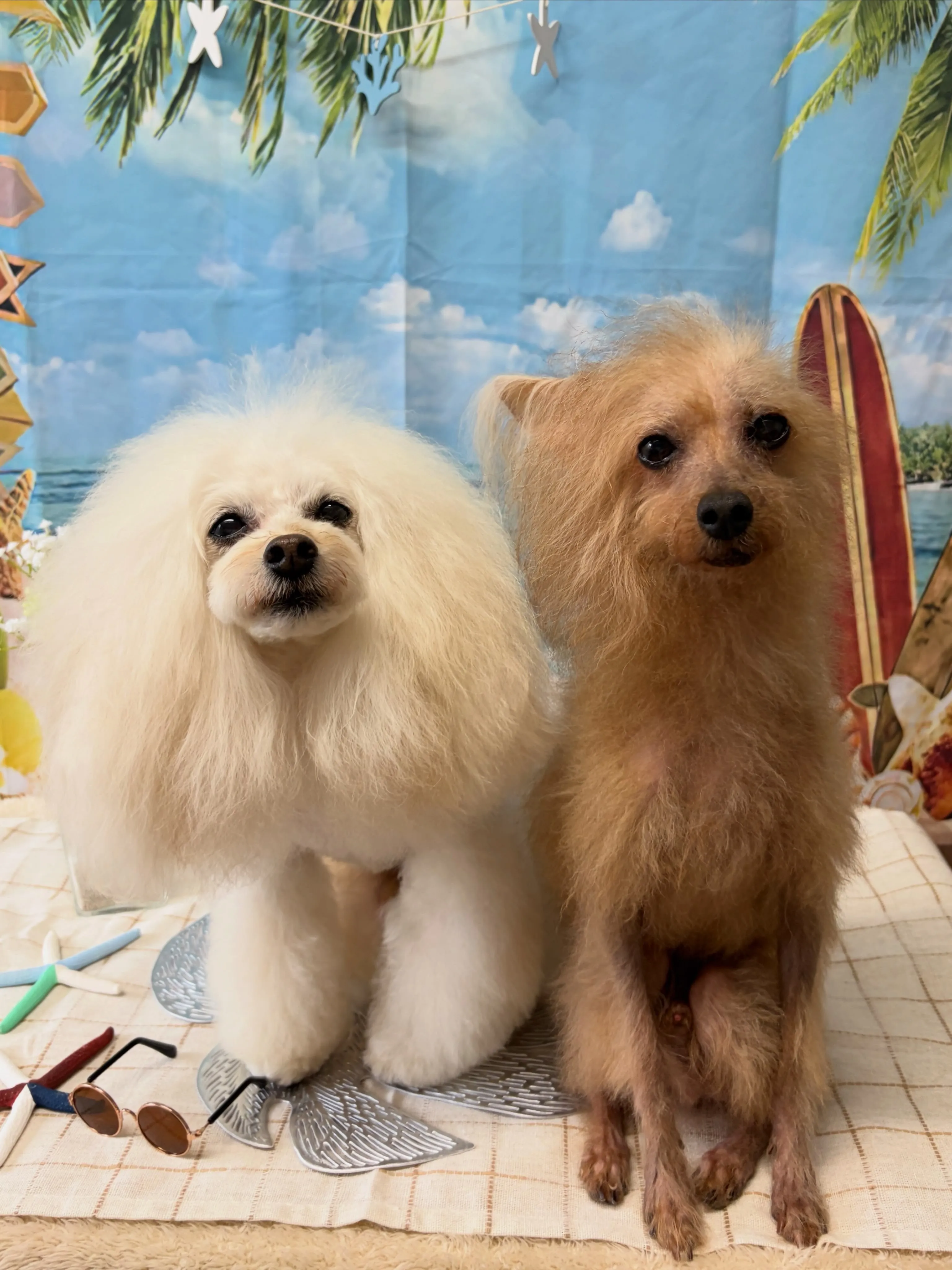🍃7/4のトリミング🍃プードル🐶｜名東区・千種区・守山区の動...