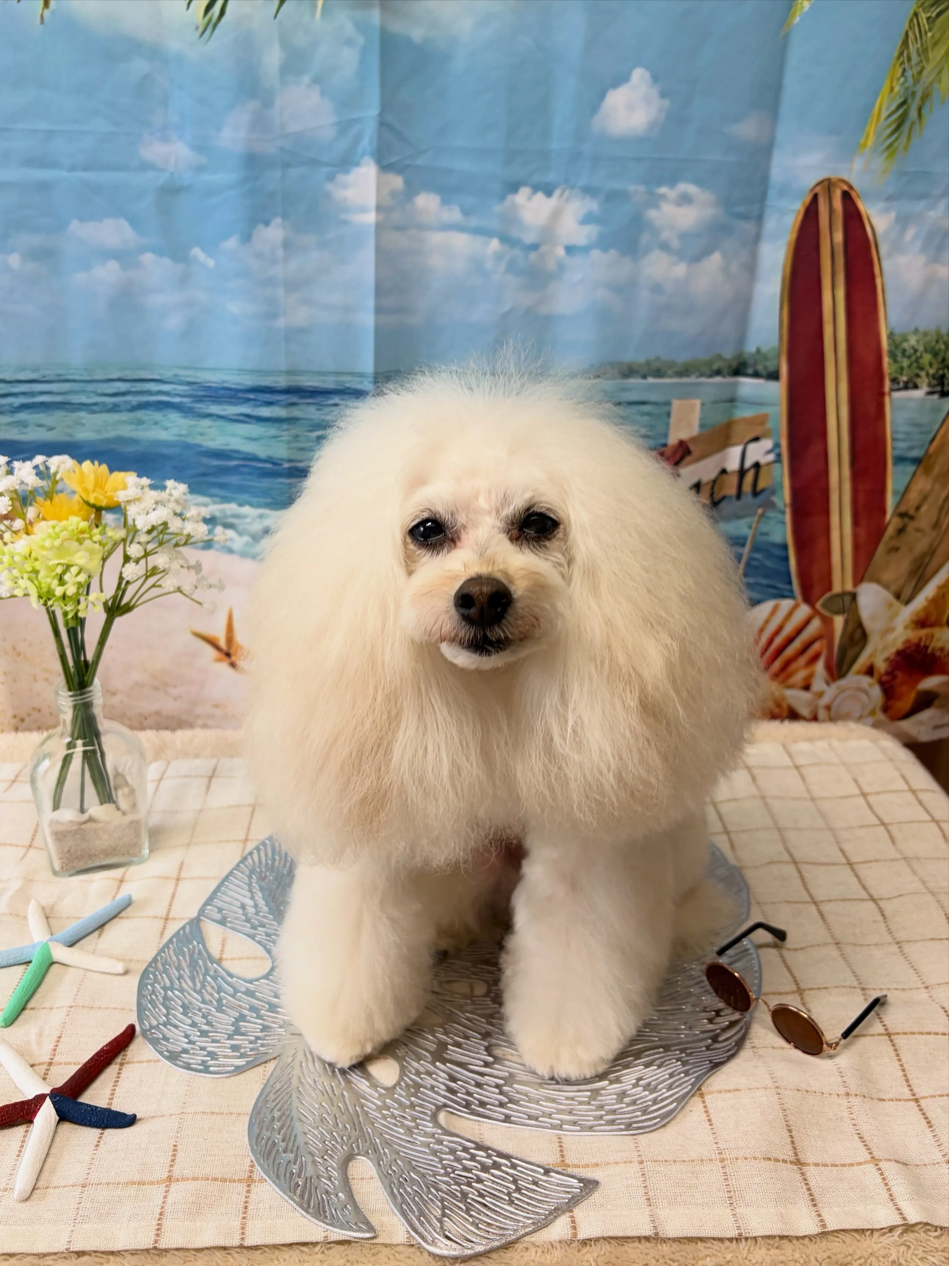 🍃7/4のトリミング🍃プードル🐶｜名東区・千種区・守山区の動...