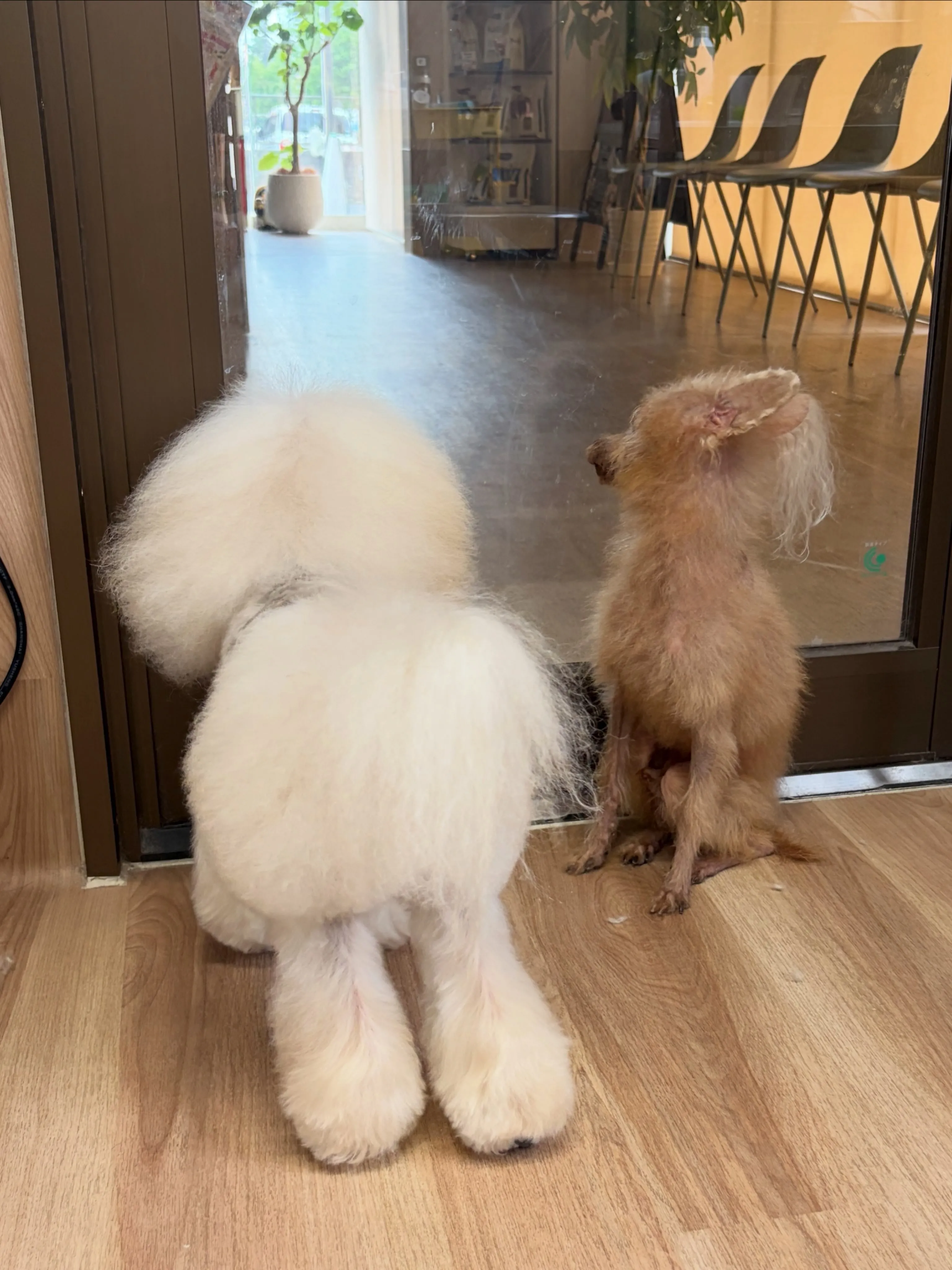 🍃7/4のトリミング🍃プードル🐶｜名東区・千種区・守山区の動...