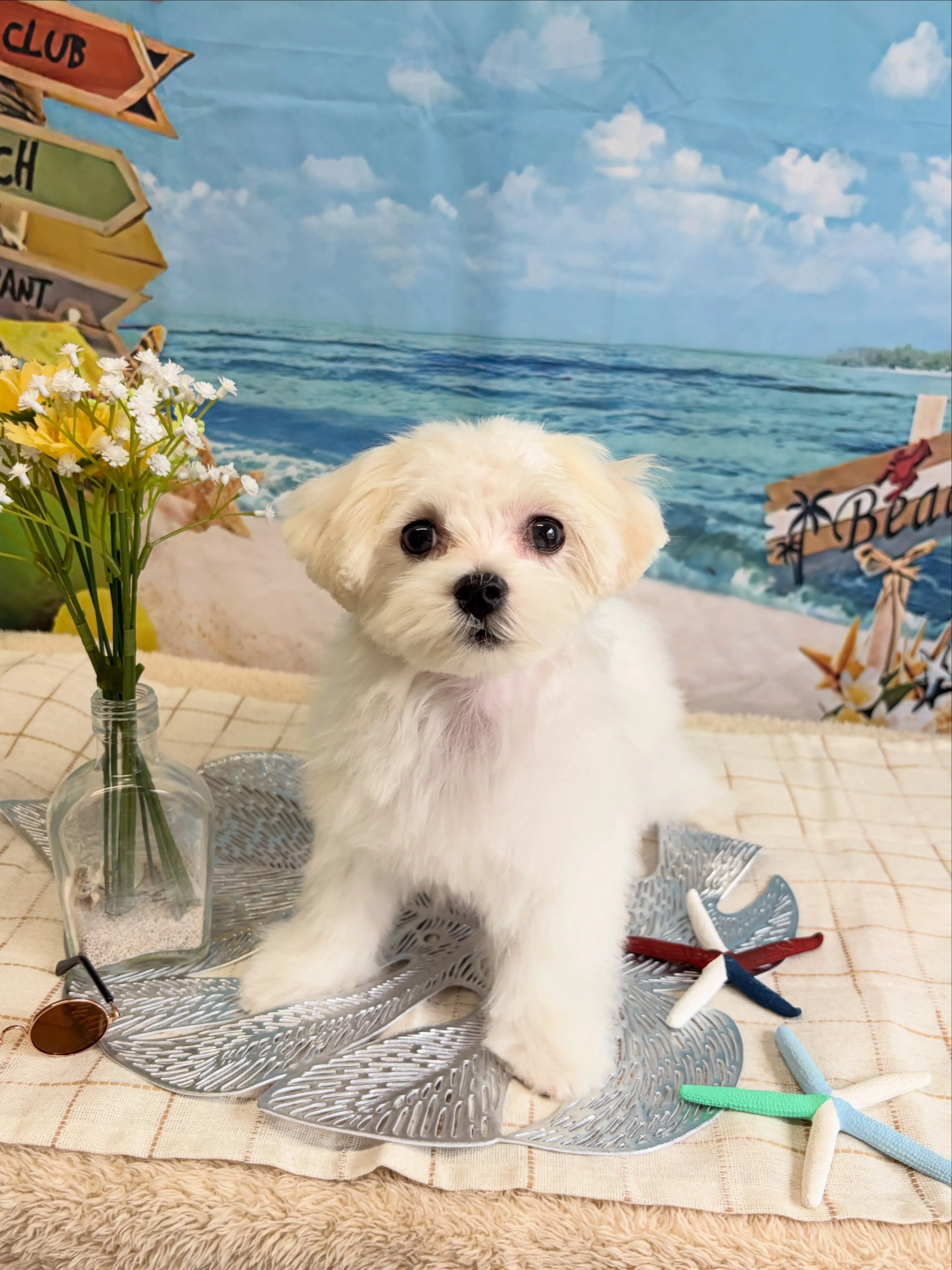 🍃7/4のトリミング🍃マルチーズ🐶｜名東区・千種区・守山区の...