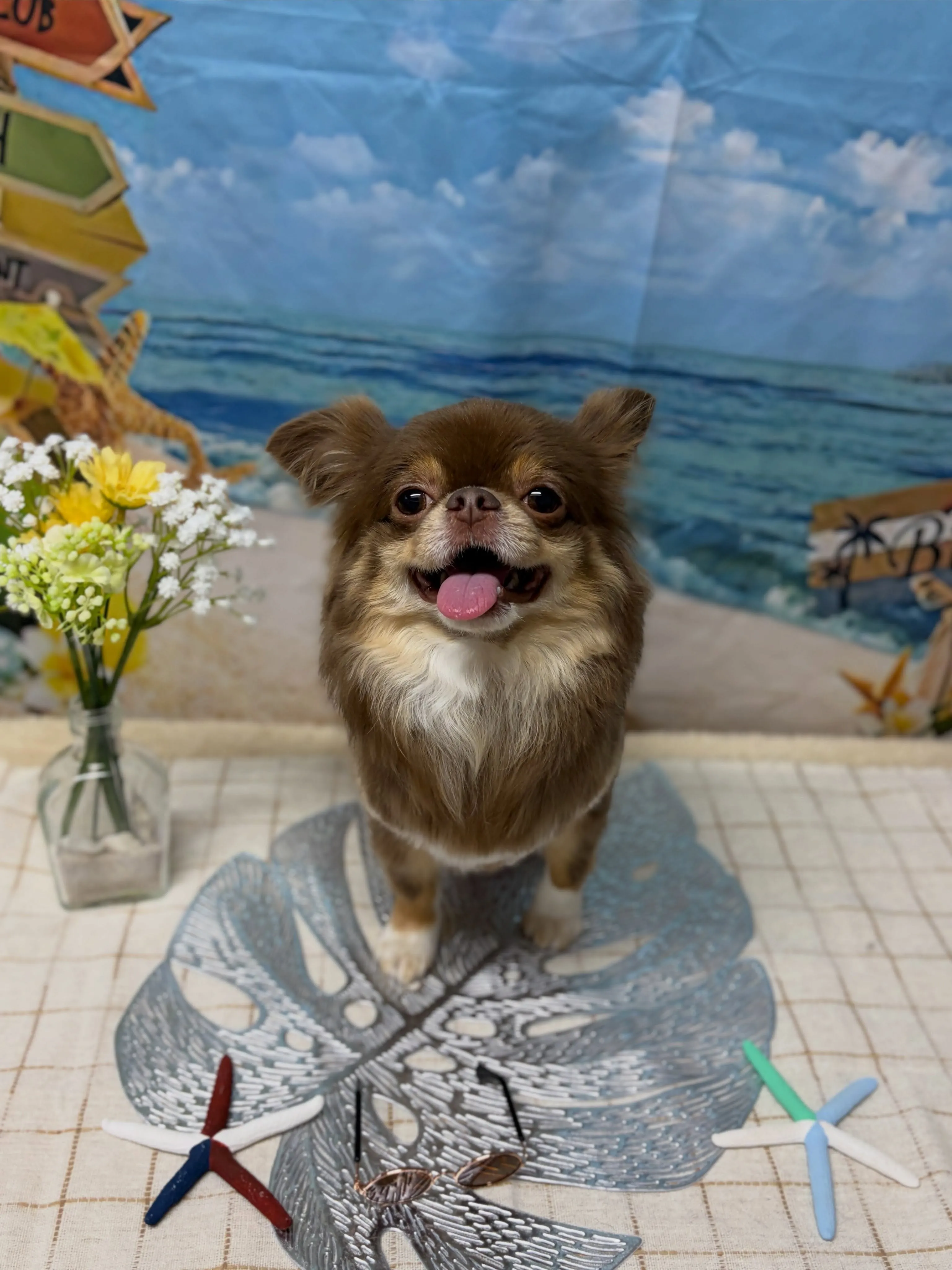 🍃7/4のトリミング🍃チワワ🐶｜名東区・千種区・守山区の動物...