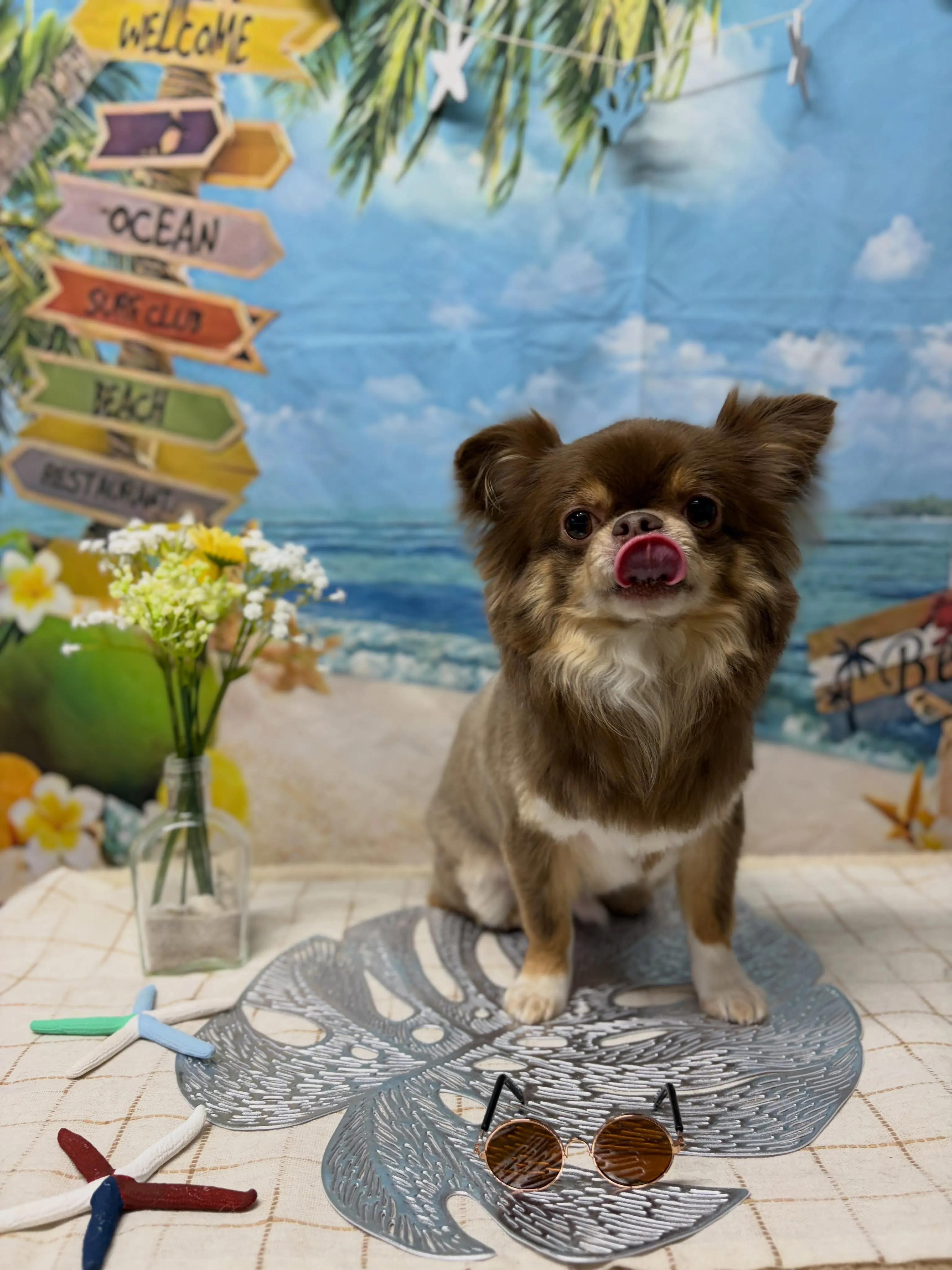🍃7/4のトリミング🍃チワワ🐶｜名東区・千種区・守山区の動物...