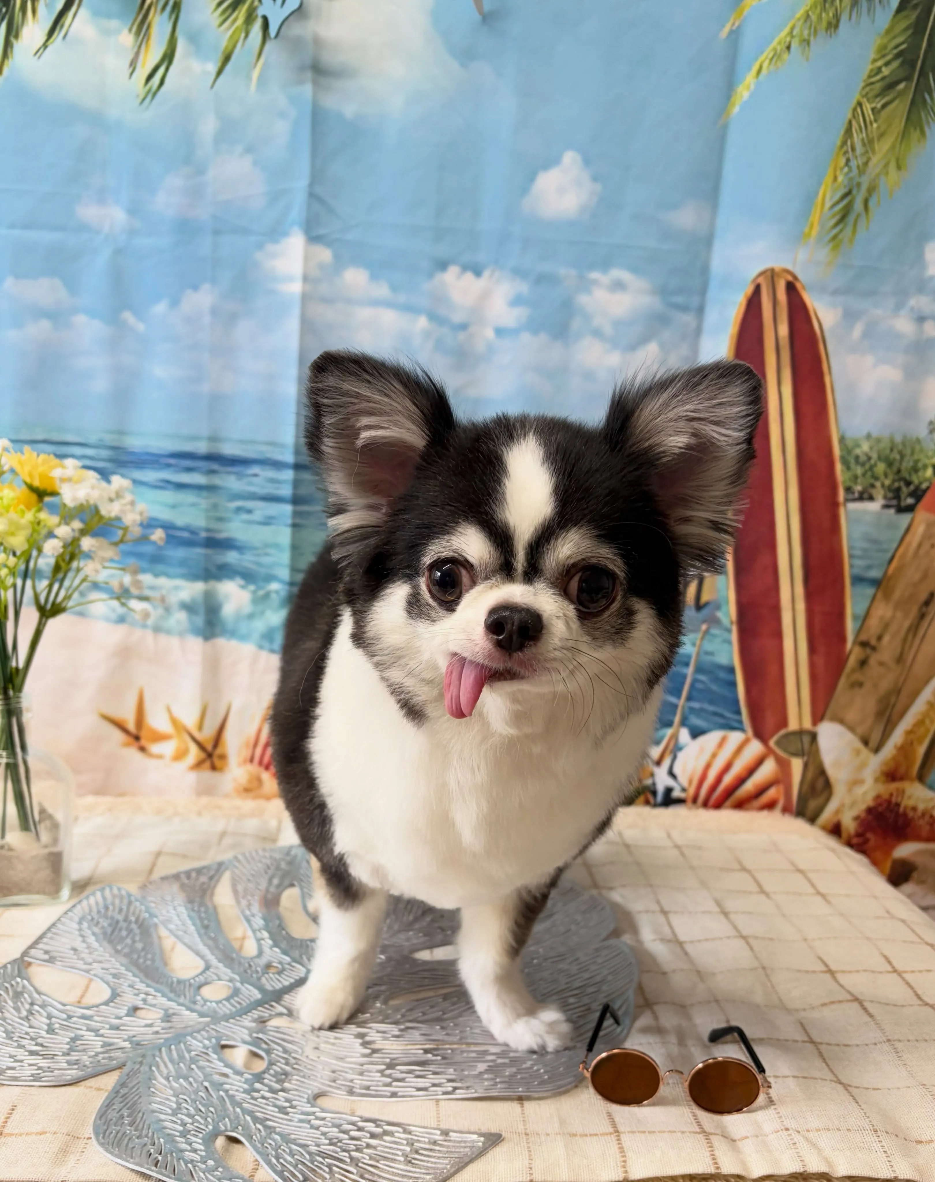 🍃7/4のトリミング🍃チワワ🐶｜名東区・千種区・守山区の動物...