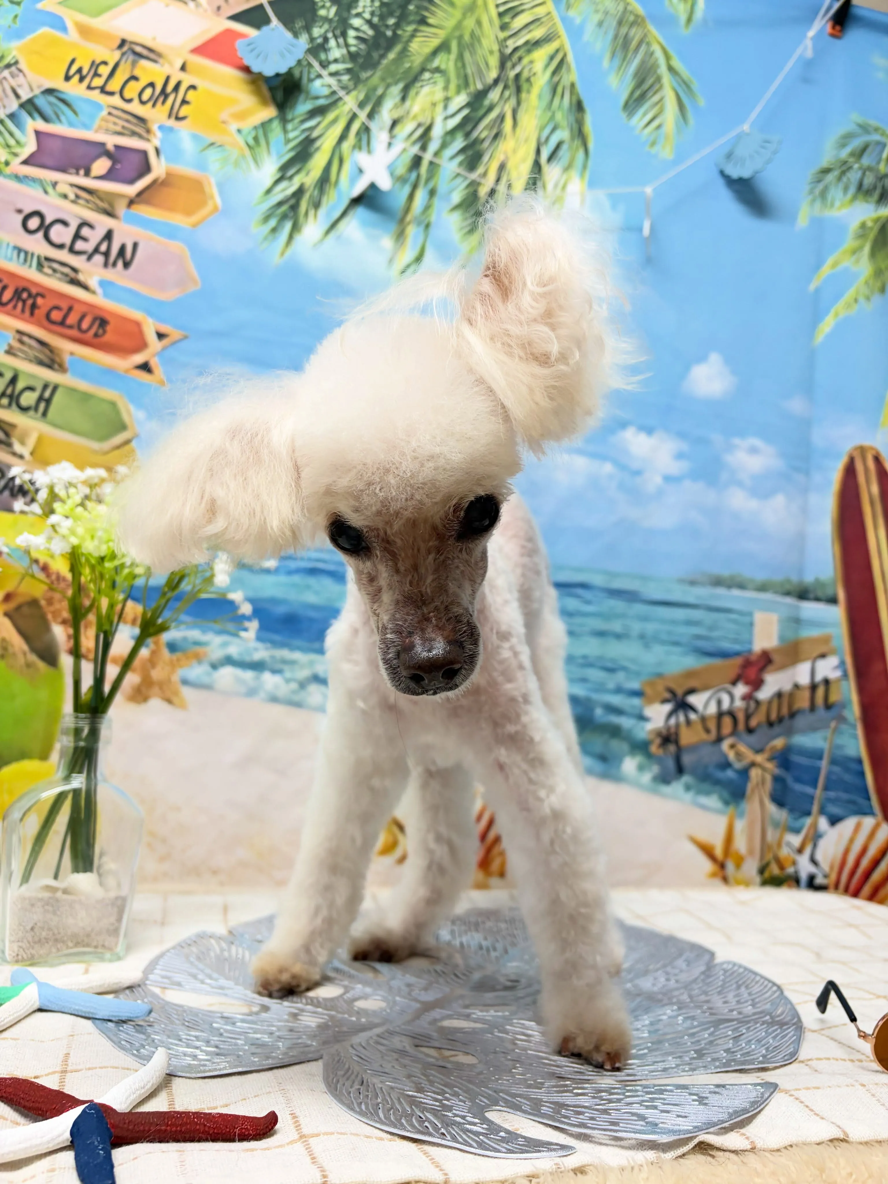 🍃7/4のトリミング🍃プードル🐶｜名東区・千種区・守山区の動...