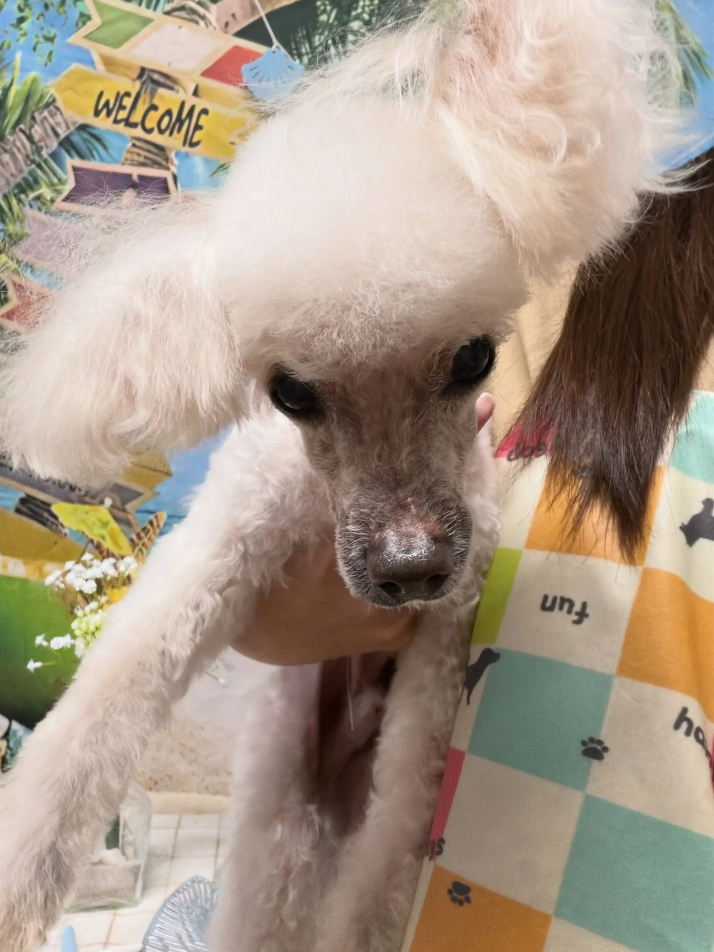🍃7/4のトリミング🍃プードル🐶｜名東区・千種区・守山区の動...