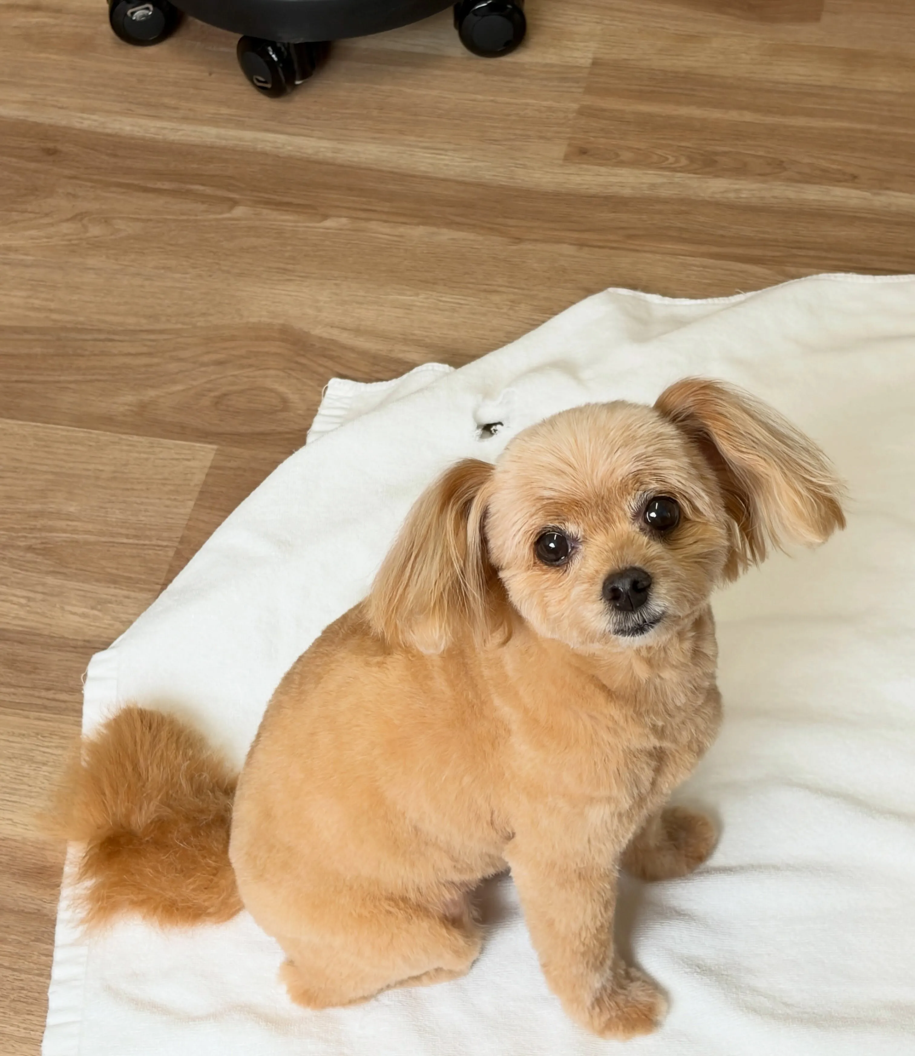 🍃7/5のトリミング🍃ミックス犬🐶｜名東区・千種区・守山区の...