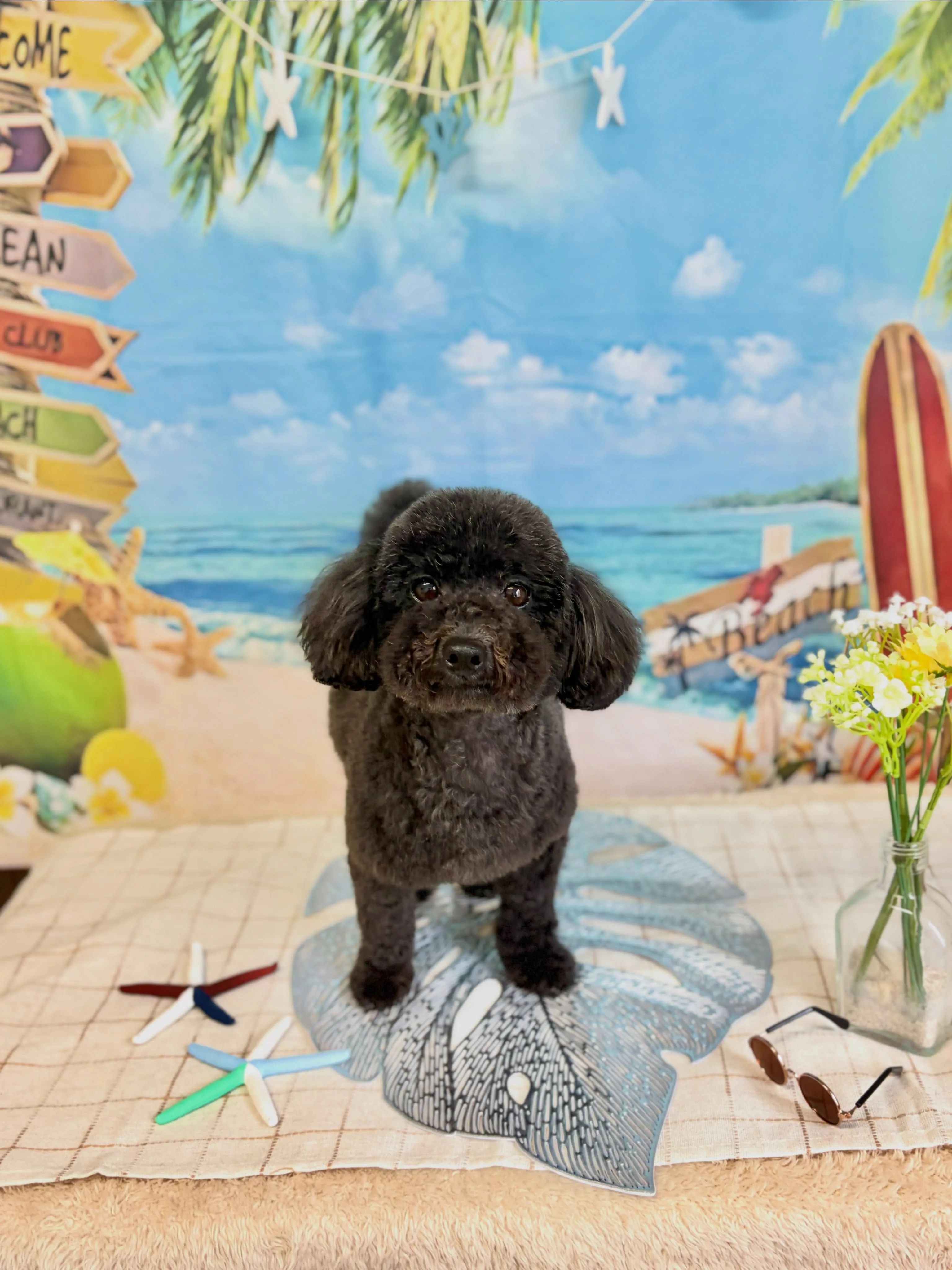 🍃7/6のトリミング🍃プードル🐶｜名東区・千種区・守山区の動...