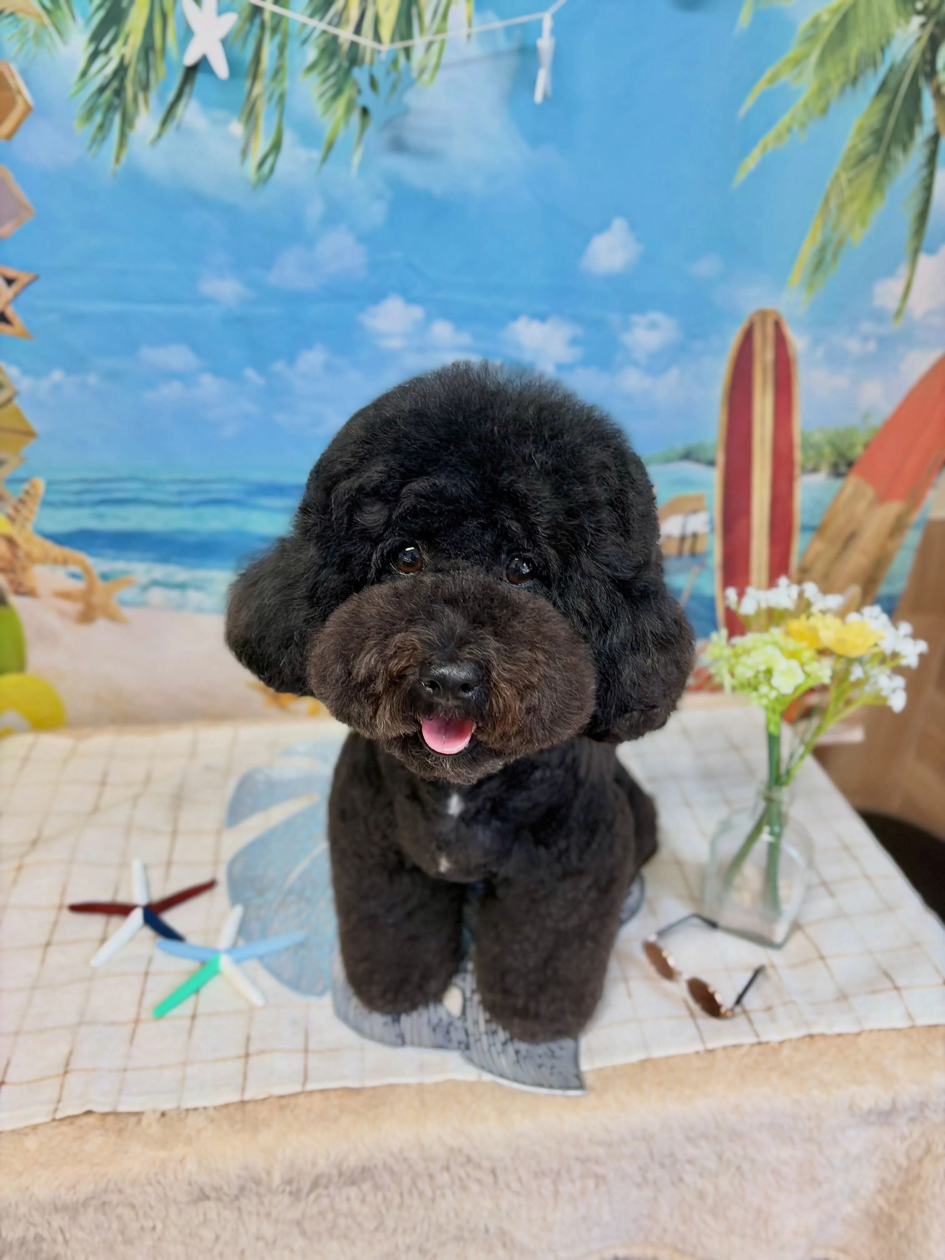 🍃7/6のトリミング🍃ミックス犬🐶|名東区・千種区・守山区の...