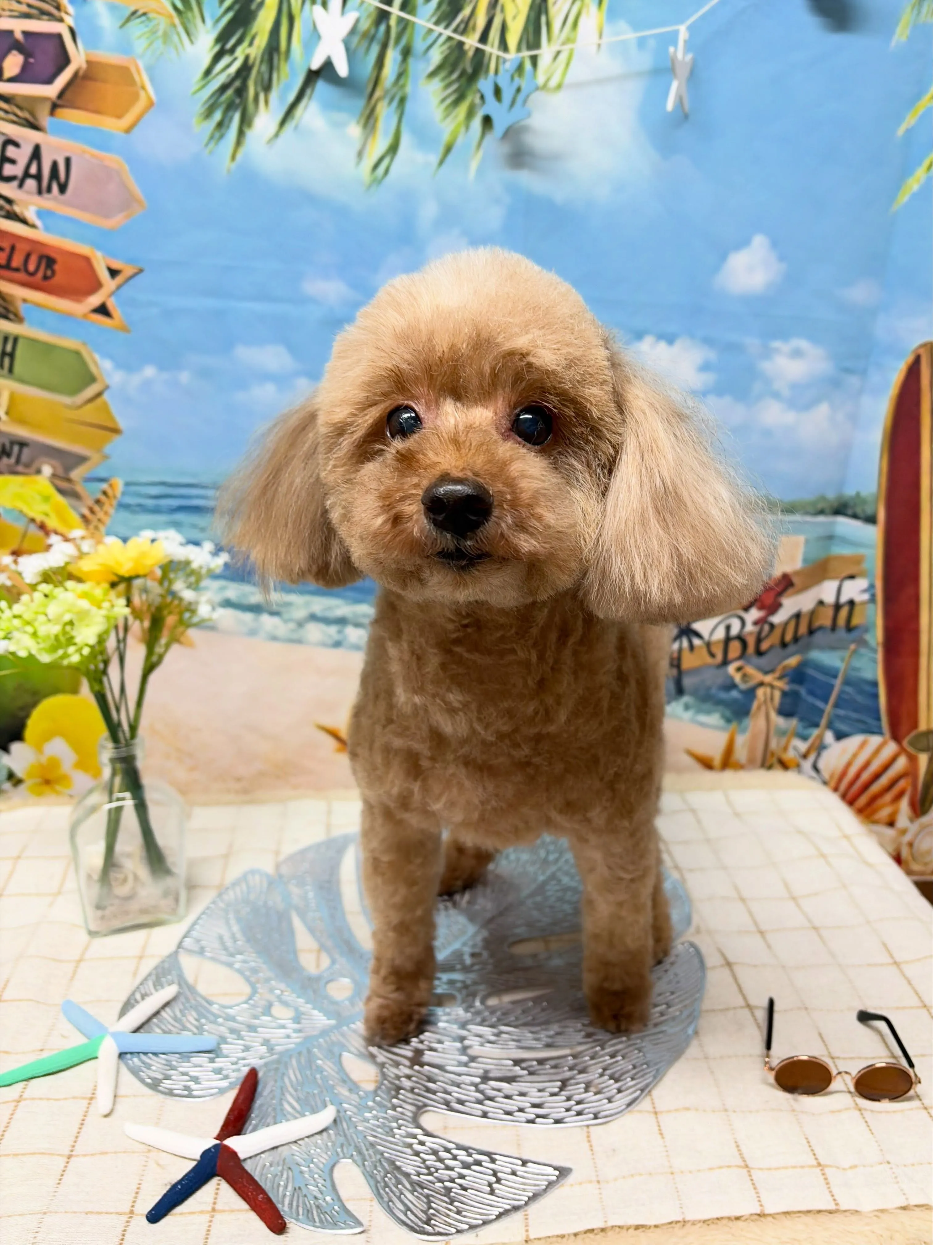 🍃7/7のトリミング🍃プードル 🐶|名東区・千種区・守山区の...