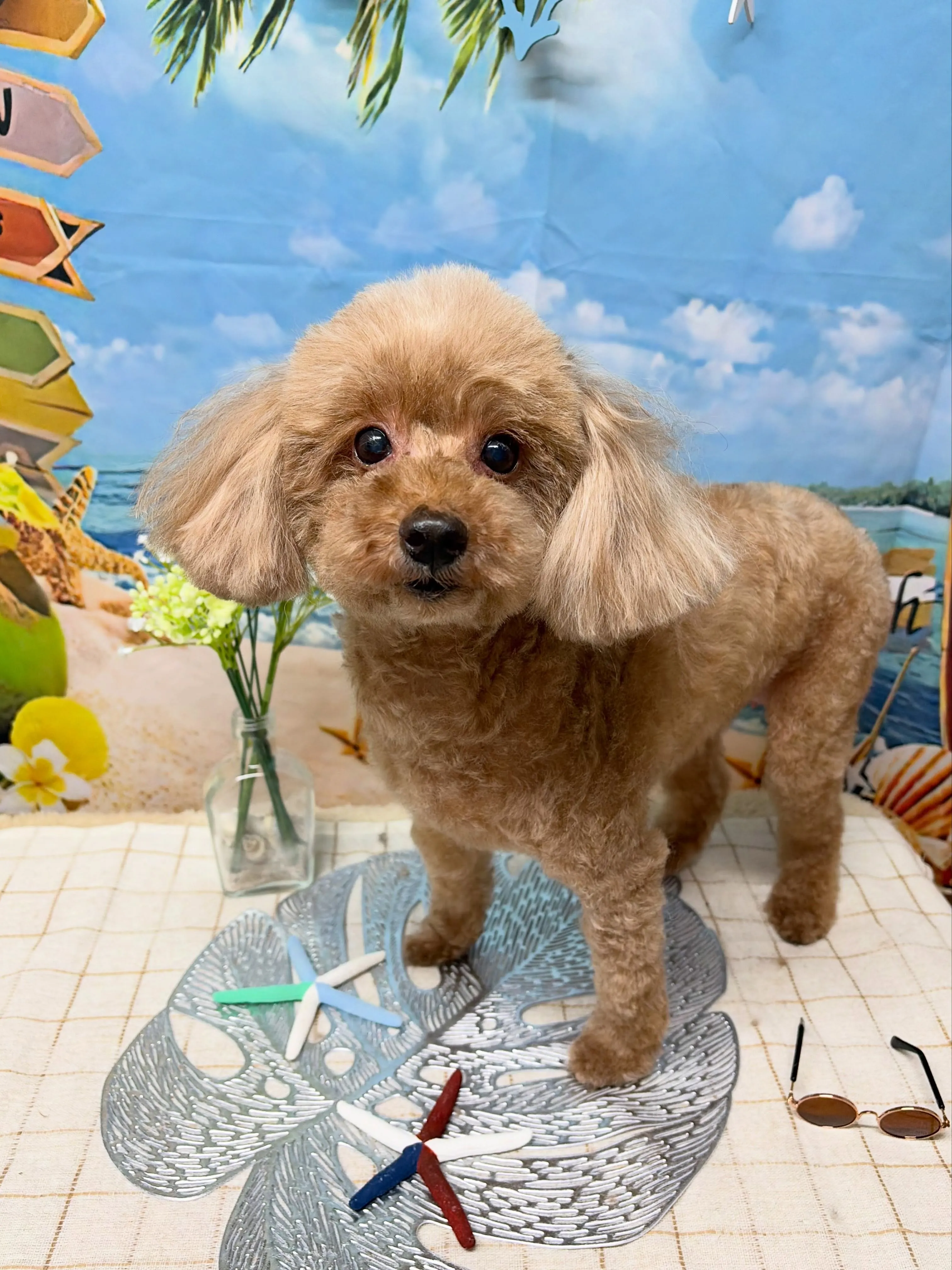 🍃7/7のトリミング🍃プードル 🐶｜名東区・千種区・守山区の...