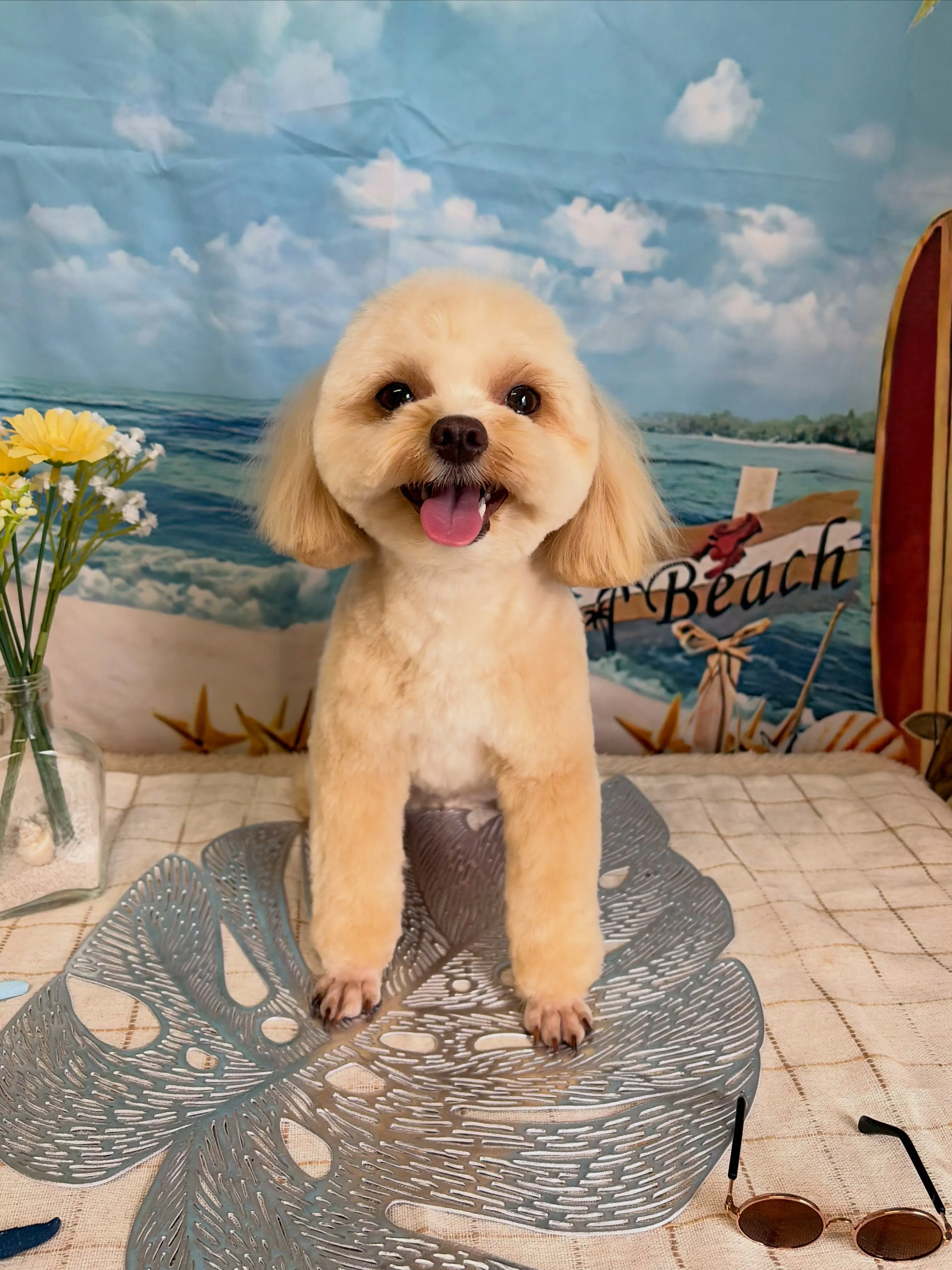 🍃7/8のトリミング🍃ミックス犬🐶|名東区・千種区・守山区の...