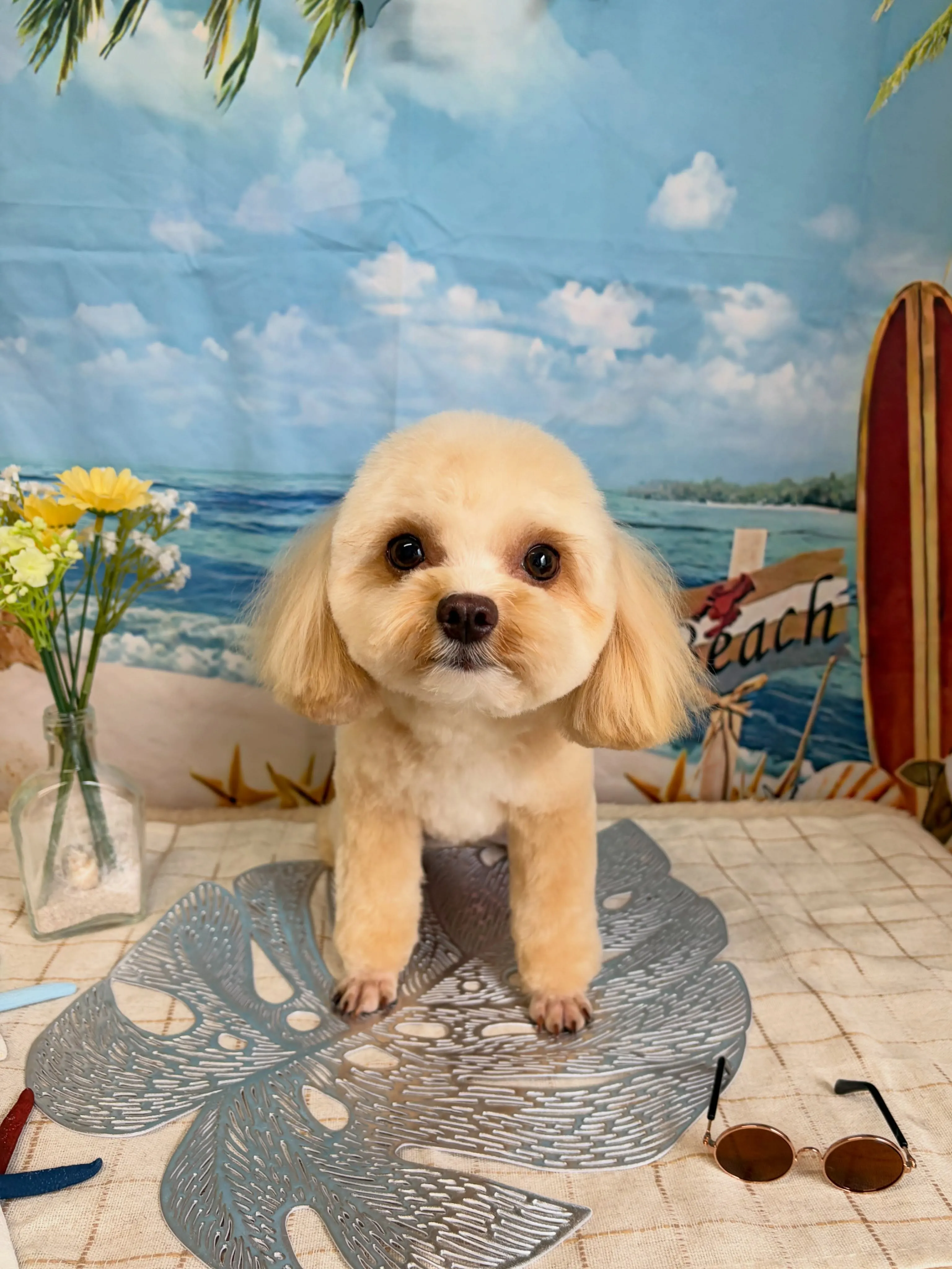 🍃7/8のトリミング🍃ミックス犬🐶|名東区・千種区・守山区の...