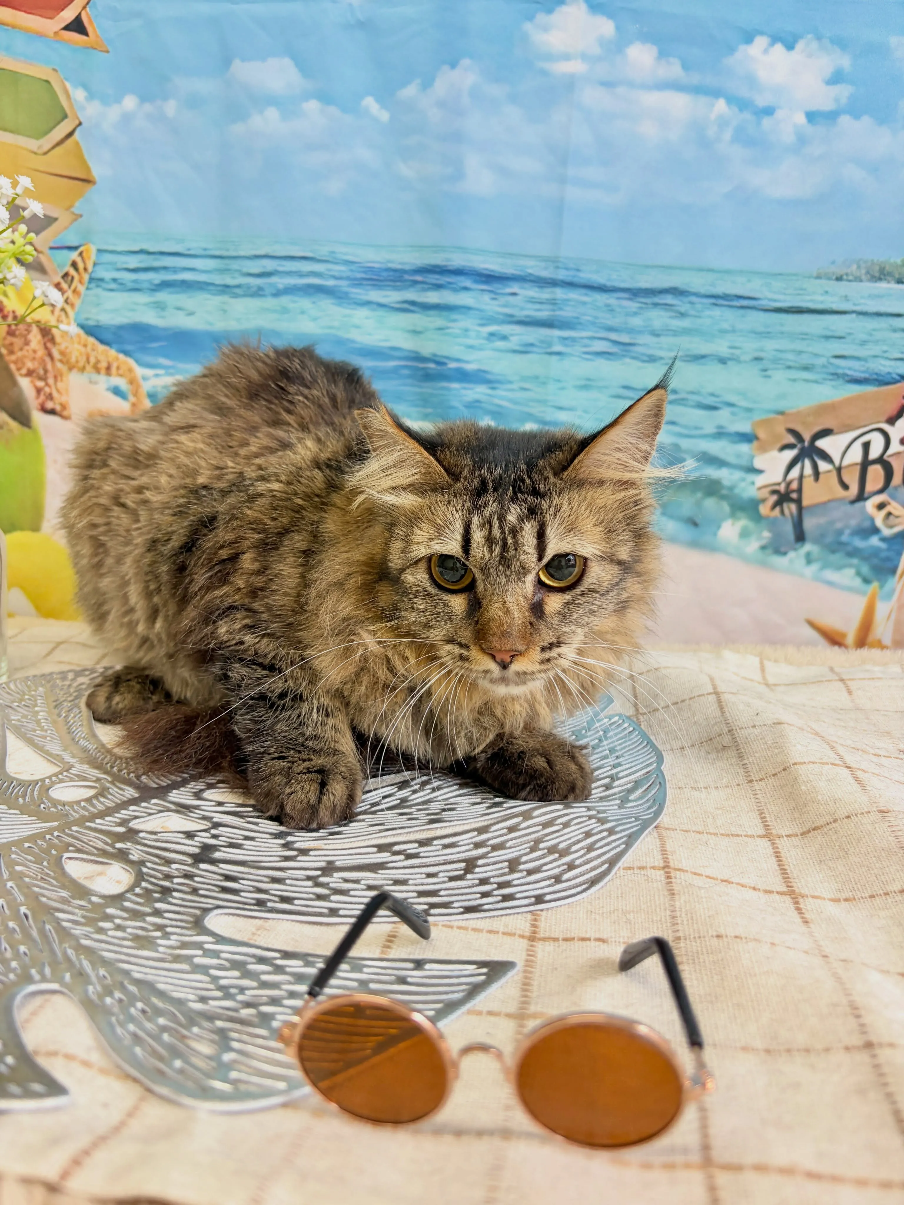🍃7/8のトリミング🍃MIX🐱｜名東区・千種区・守山区の動物...