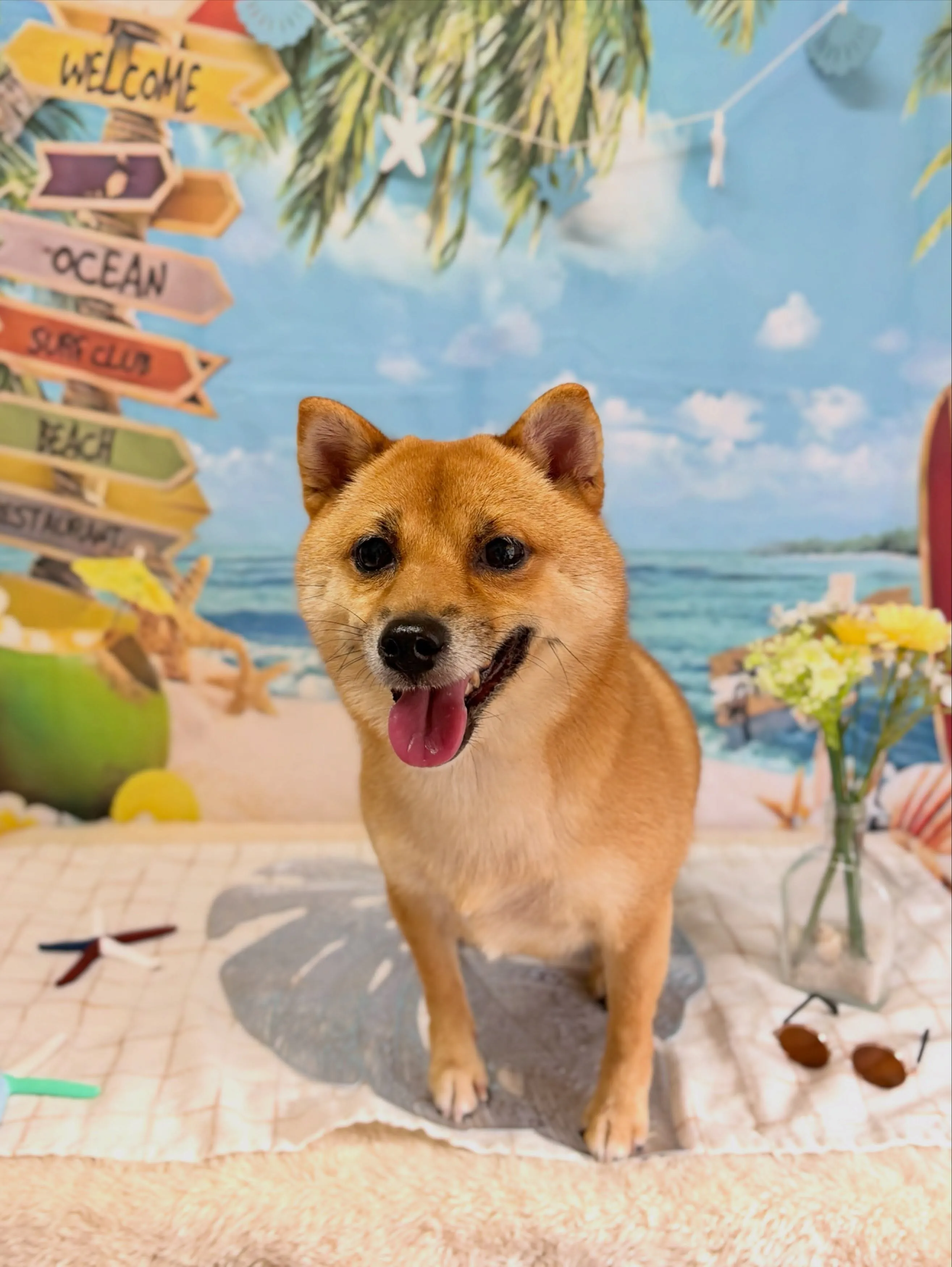 🍃7/8のトリミング🍃柴犬🐶｜名東区・千種区・守山区の動物病...