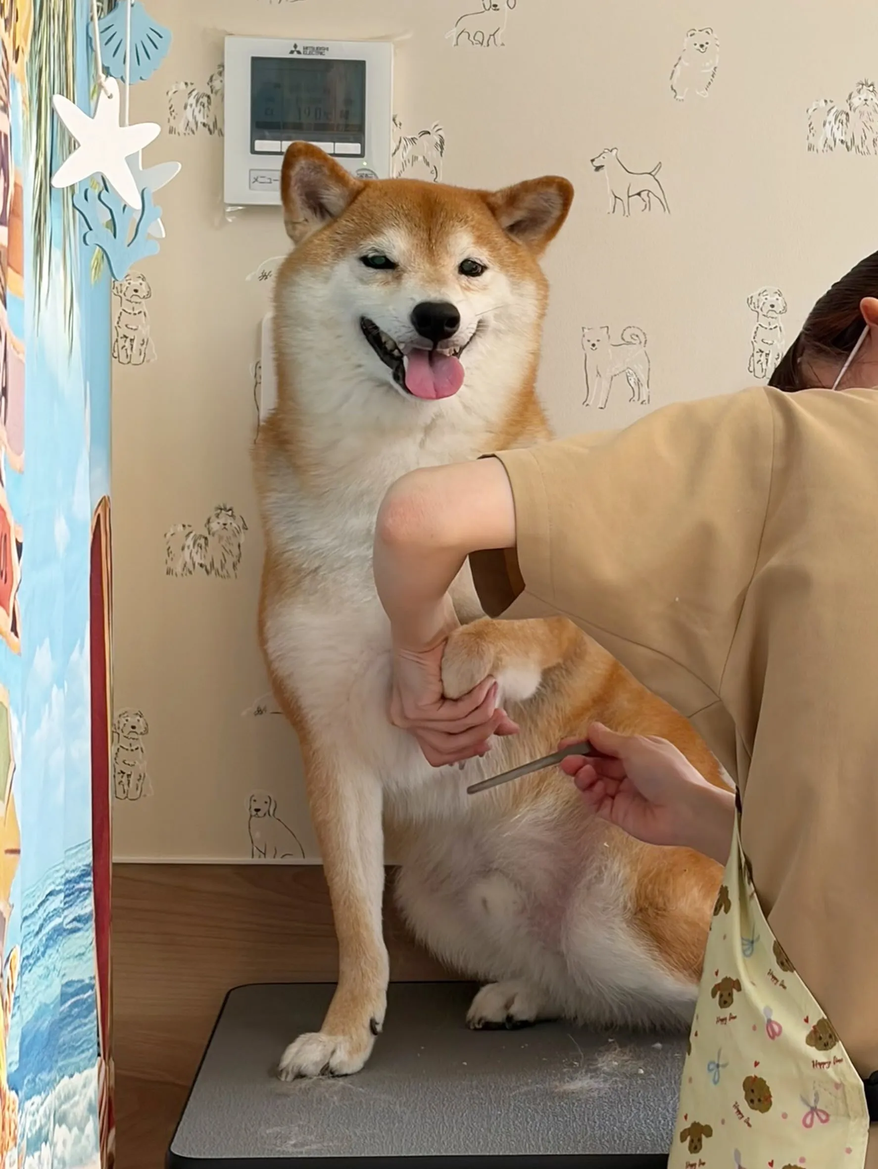 🍃7/8のトリミング🍃柴犬🐶｜名東区・千種区・守山区の動物病...