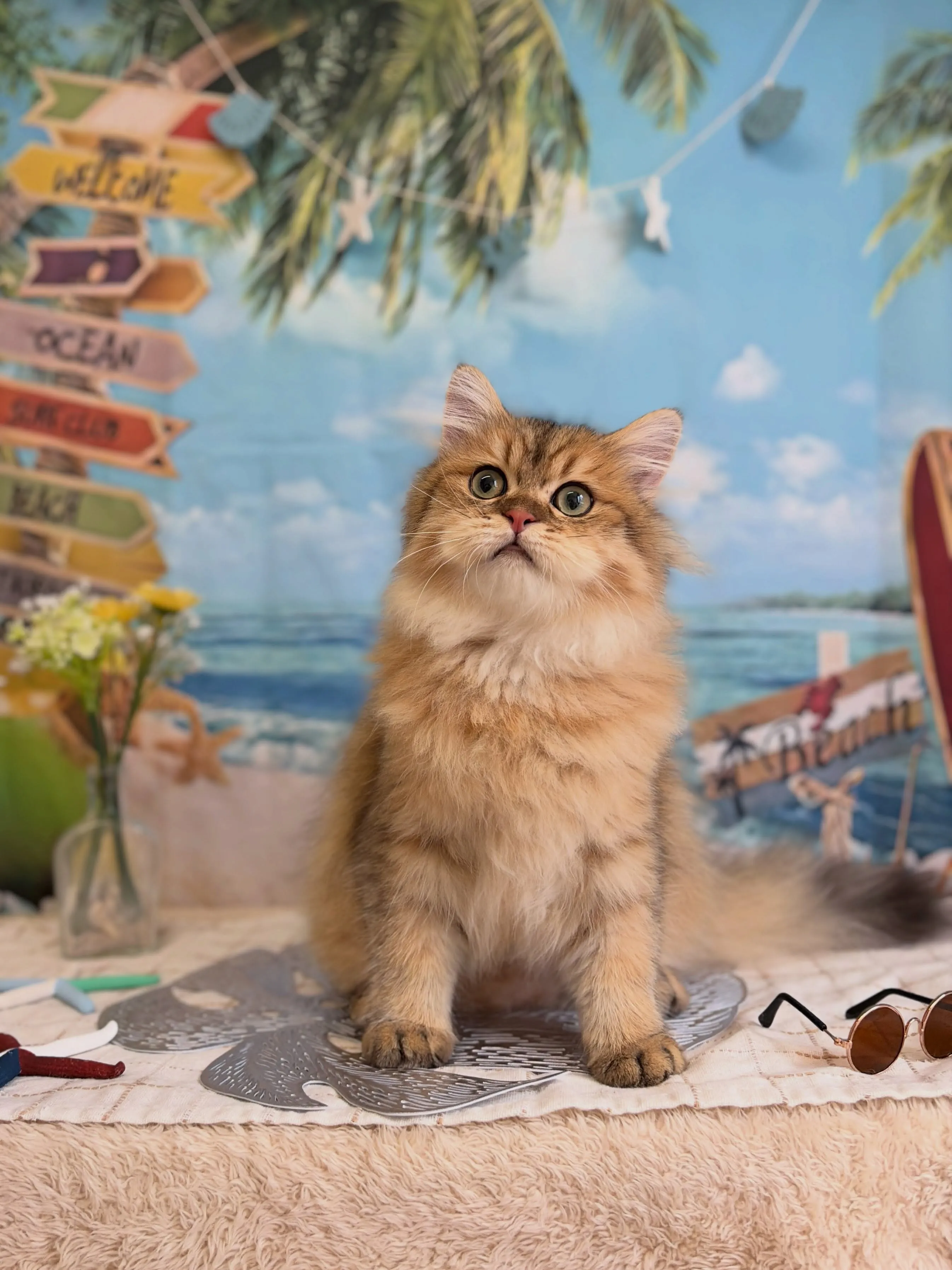 🍃7/10のトリミング🍃チンチラ🐱｜名東区・千種区・守山区の...