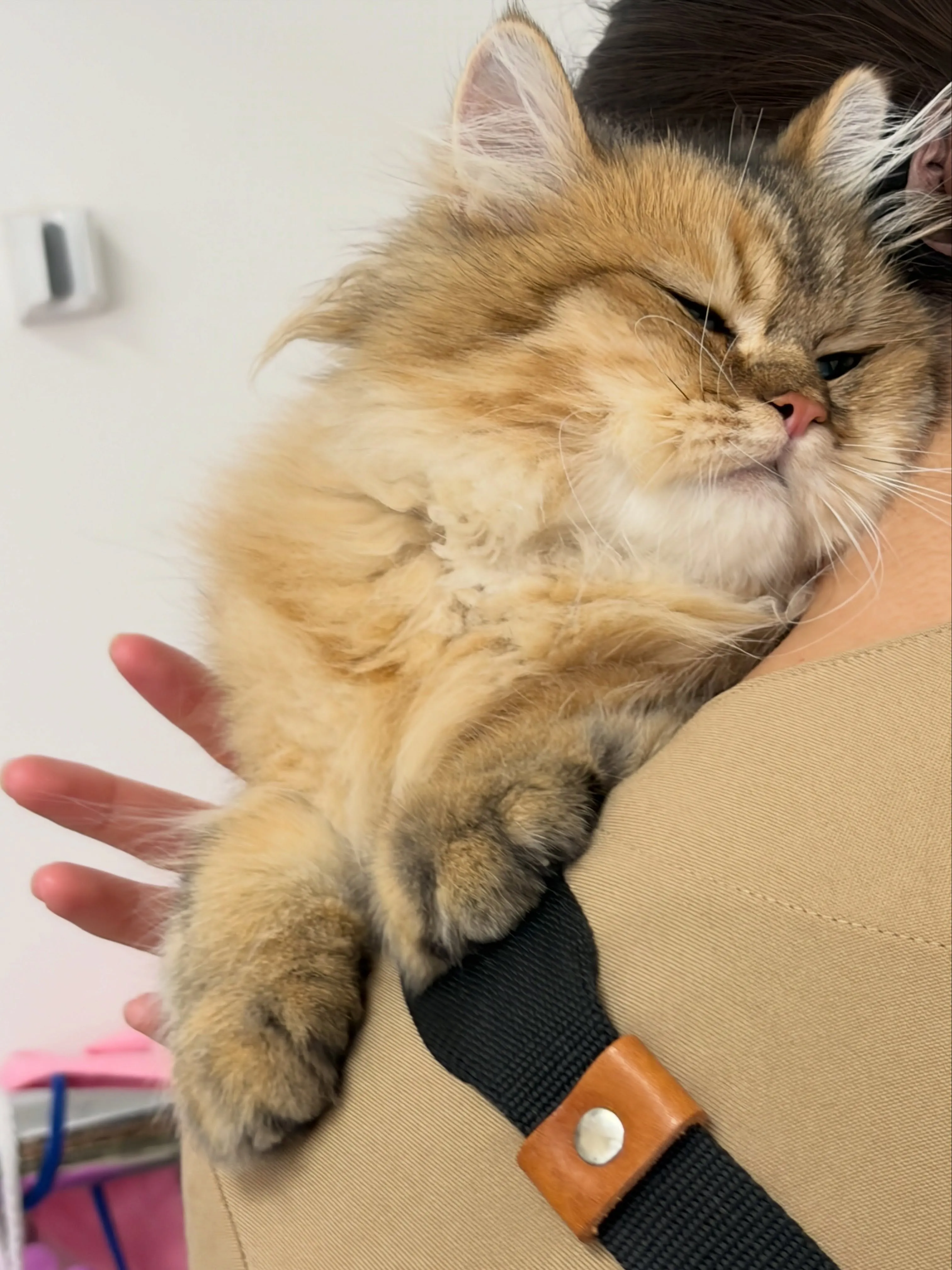 🍃7/10のトリミング🍃チンチラ🐱｜名東区・千種区・守山区の...