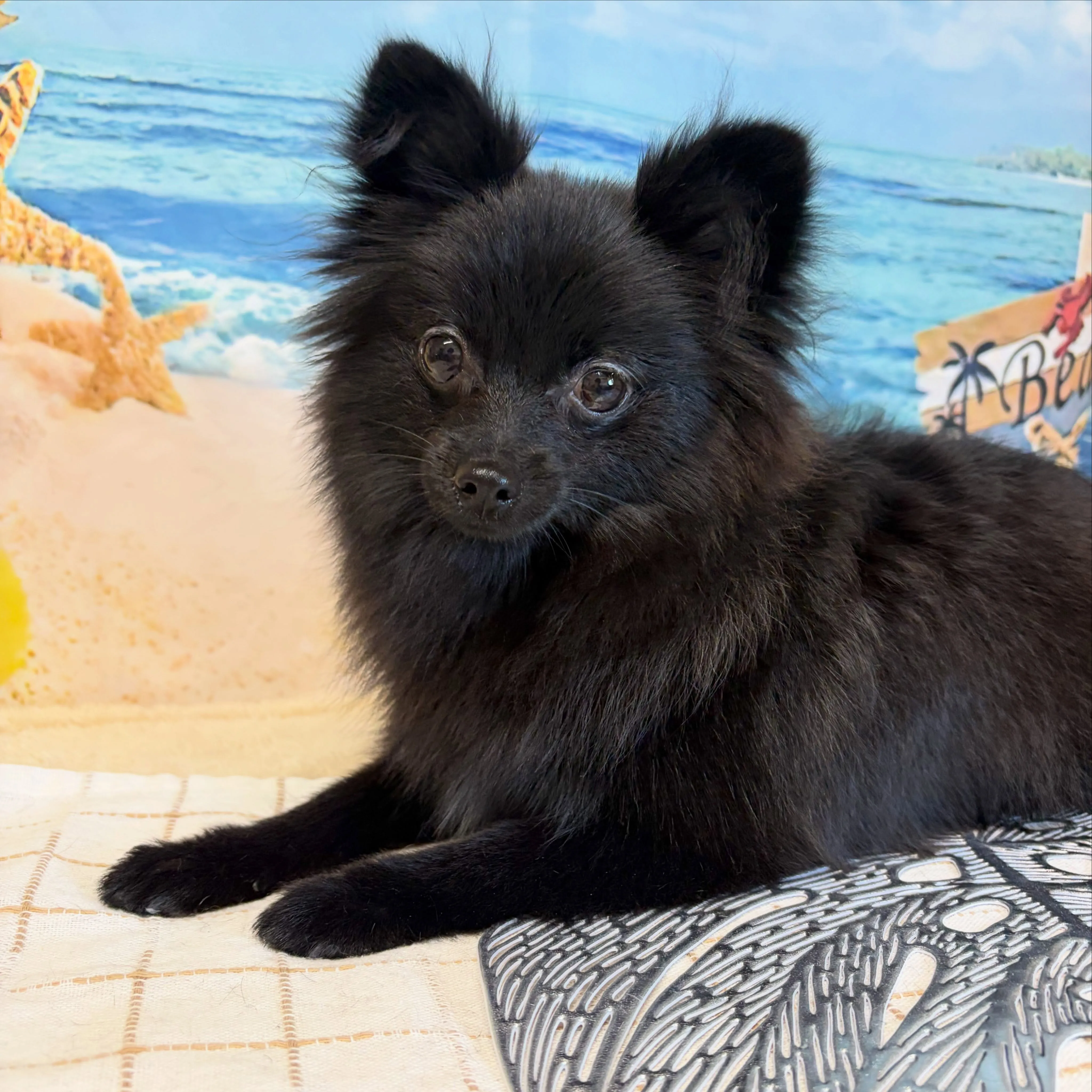 🍃7/10のトリミング🍃ポメラニアン🐶｜名東区・千種区・守山...