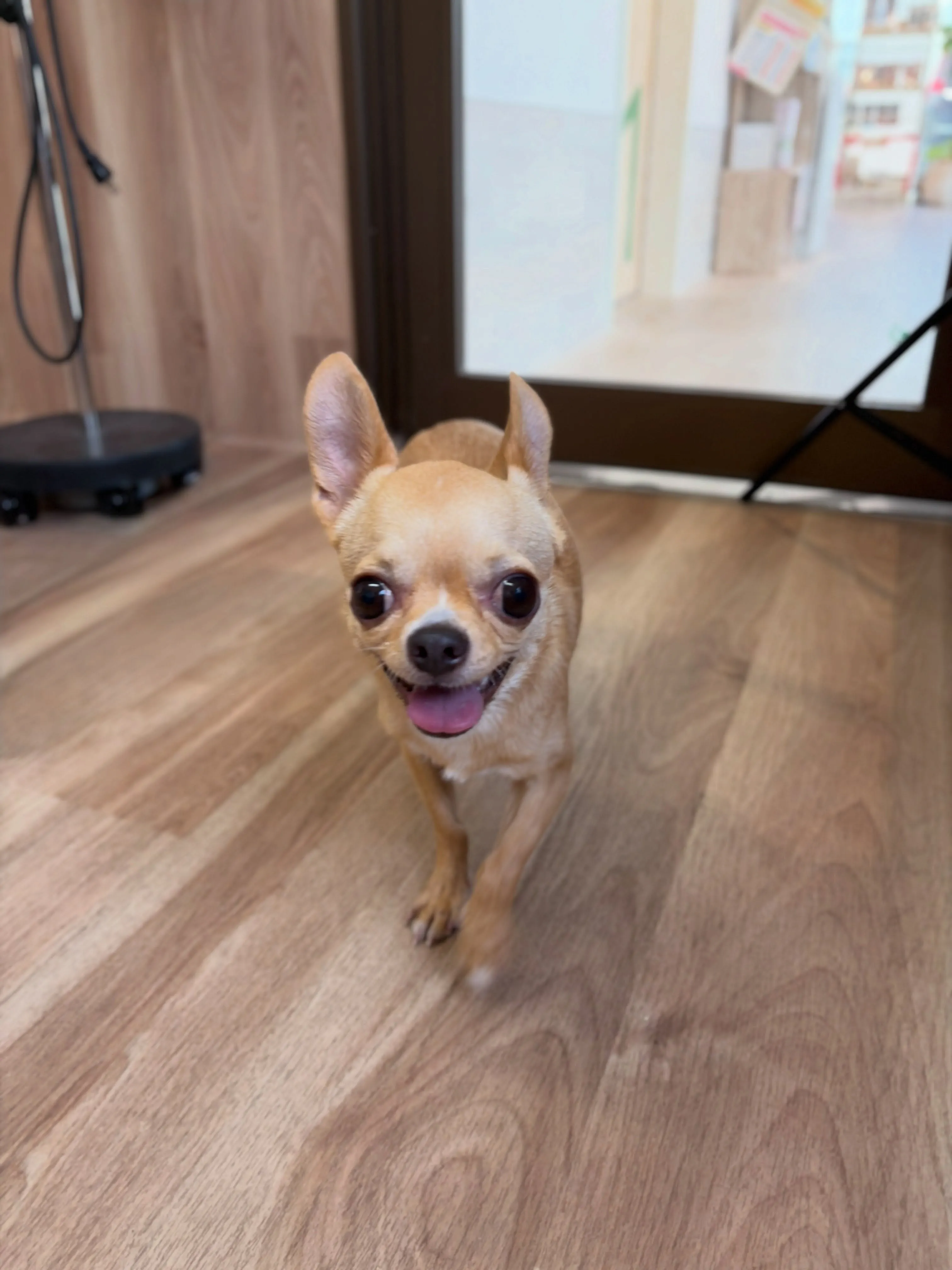 🍃7/11のトリミング🍃チワワ🐶｜名東区・千種区・守山区の動...