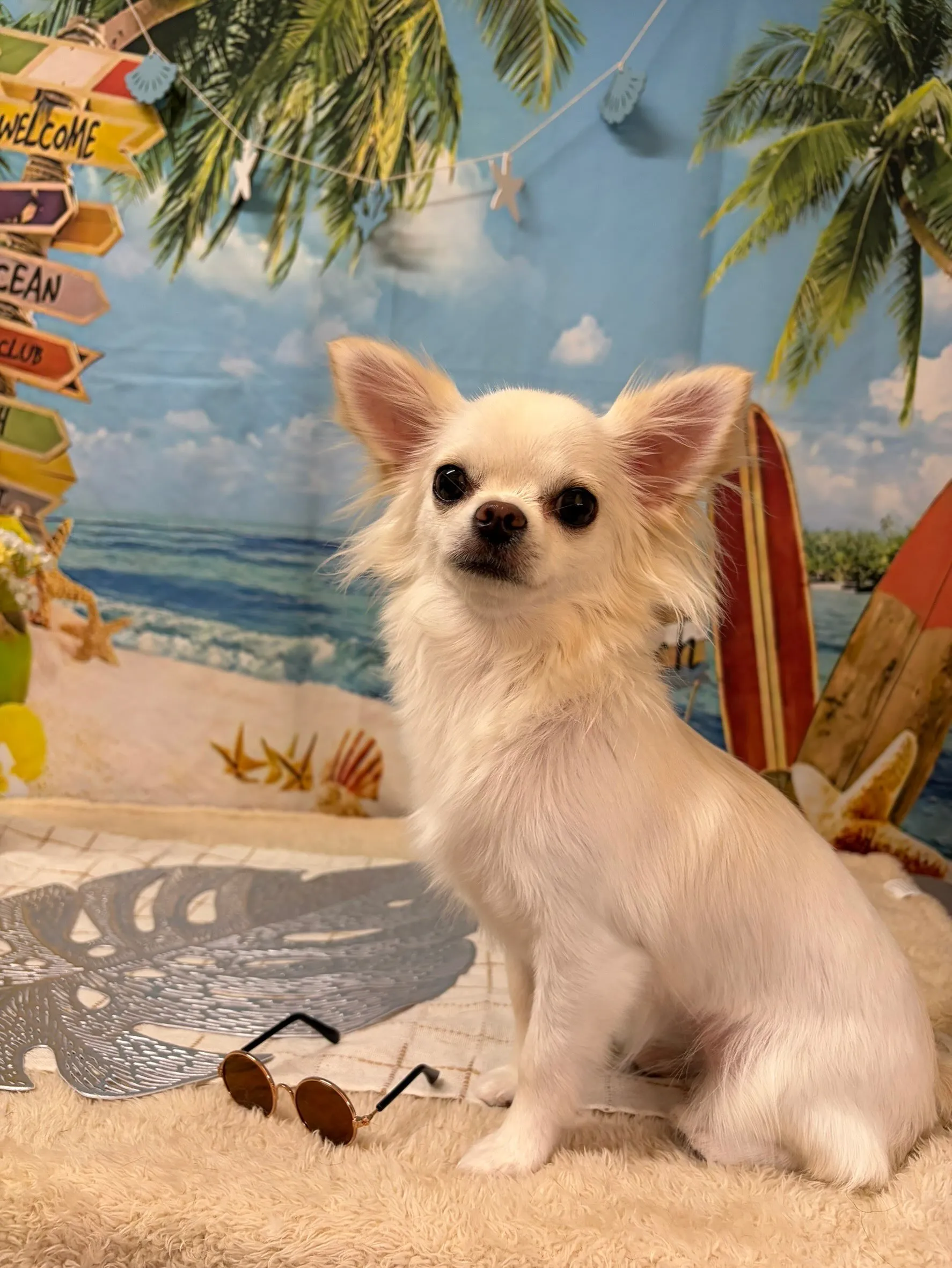 🍃7/11のトリミング🍃マルチーズ🐶チワワ🐶|名東区・千種区...