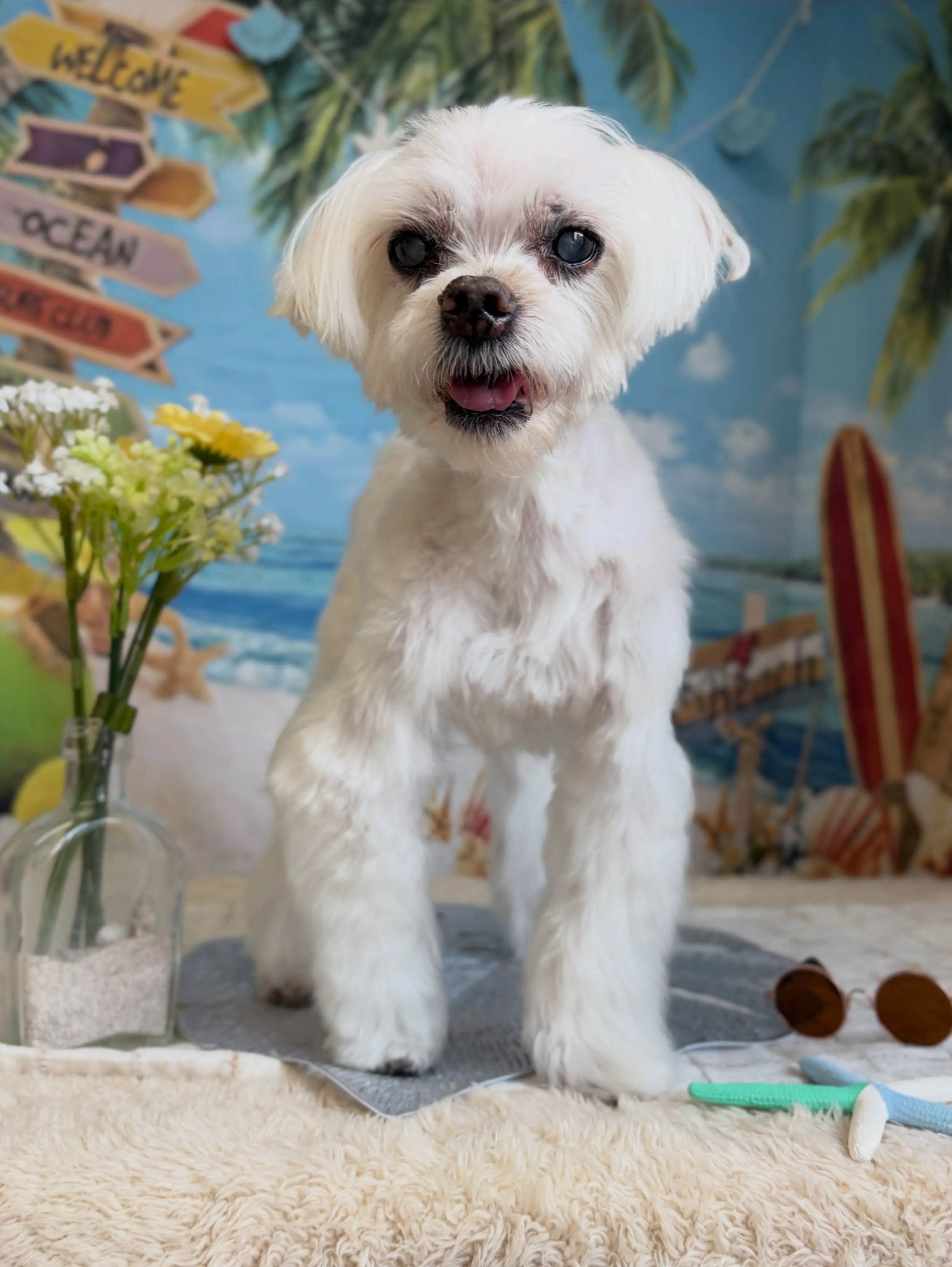🍃7/11のトリミング🍃マルチーズ🐶チワワ🐶|名東区・千種区...