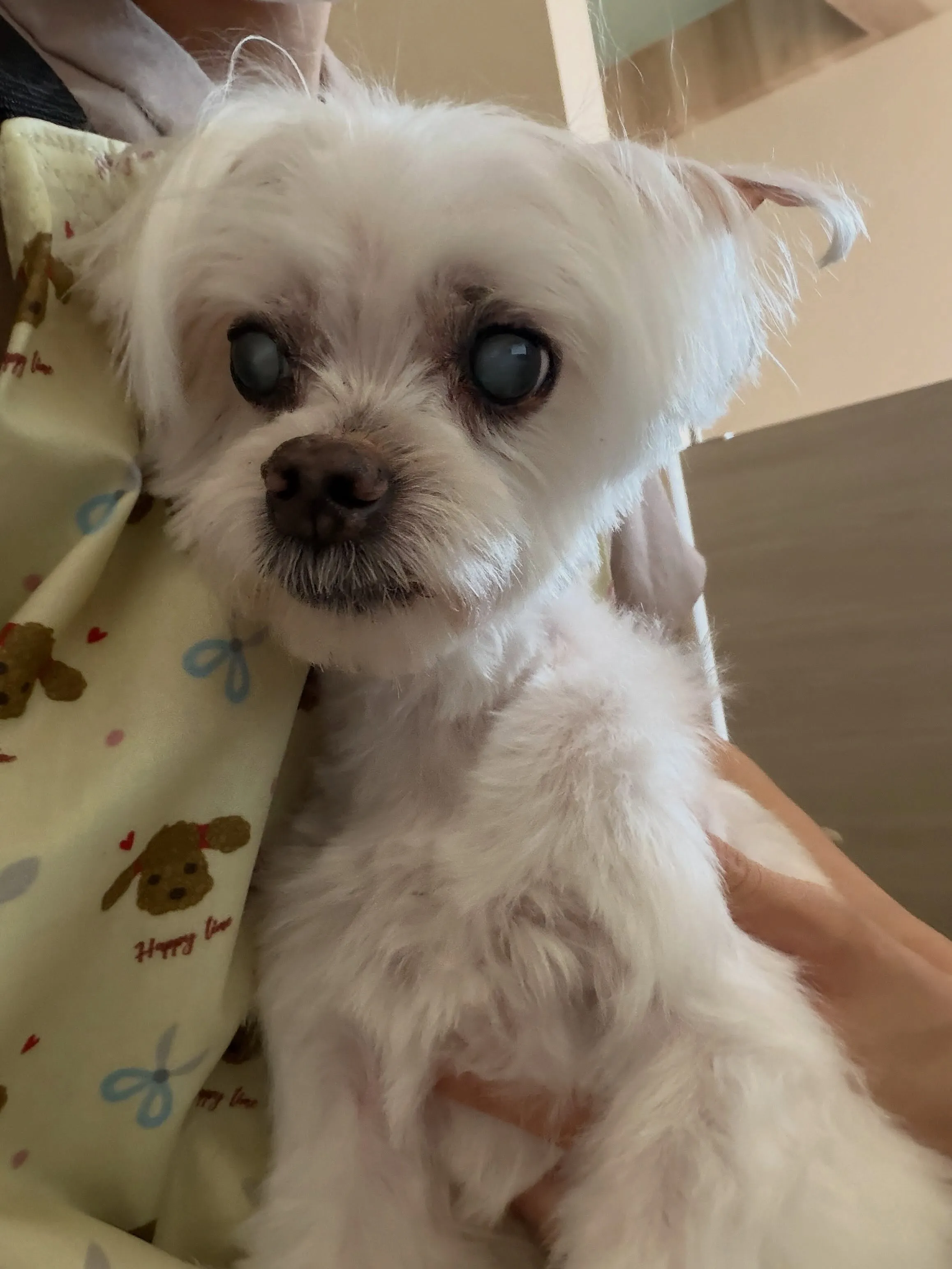 🍃7/11のトリミング🍃マルチーズ🐶チワワ🐶|名東区・千種区...
