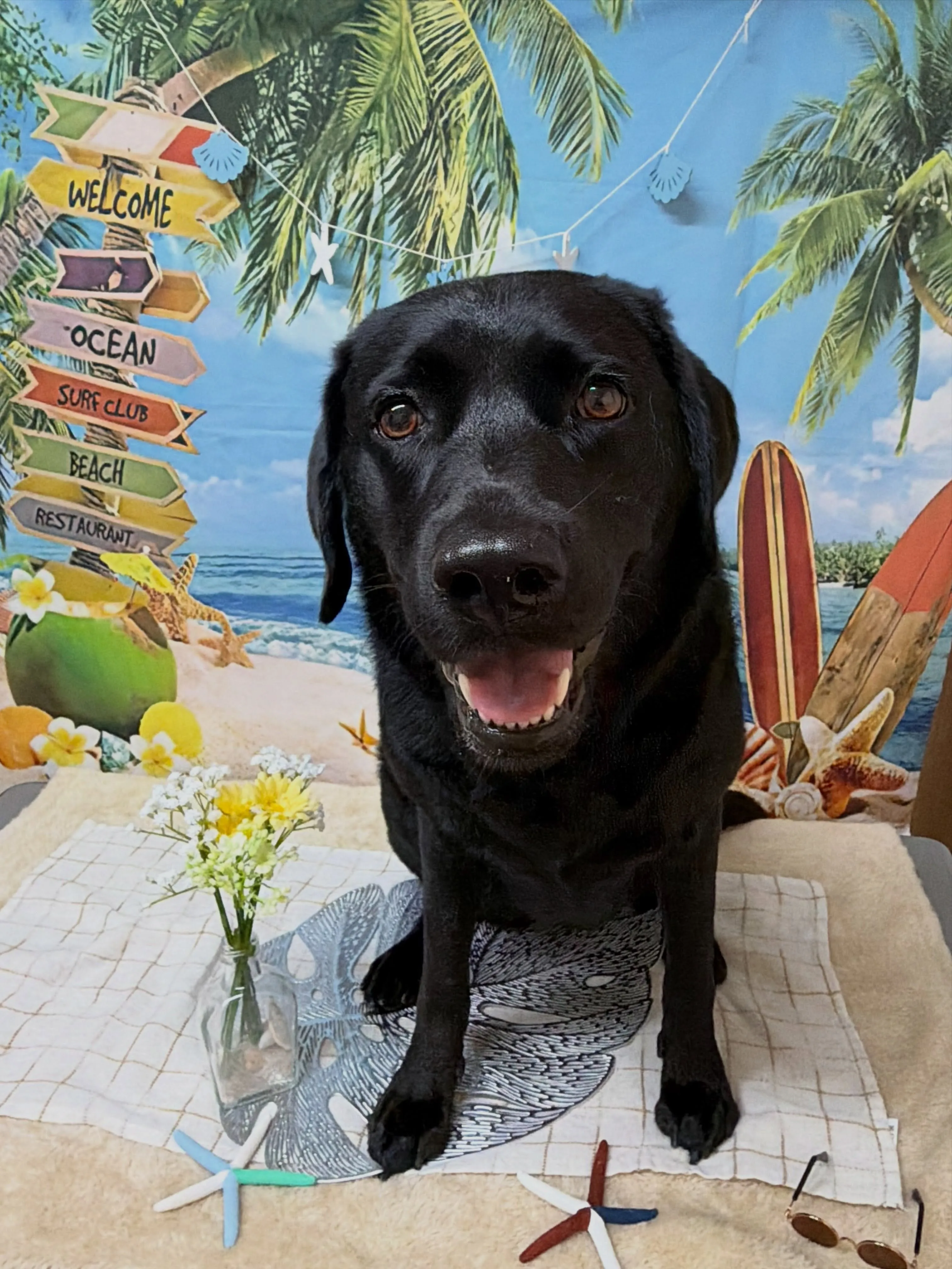 🍃7/11のトリミング🍃ラブラドールレトリバー🐶|名東区・千...