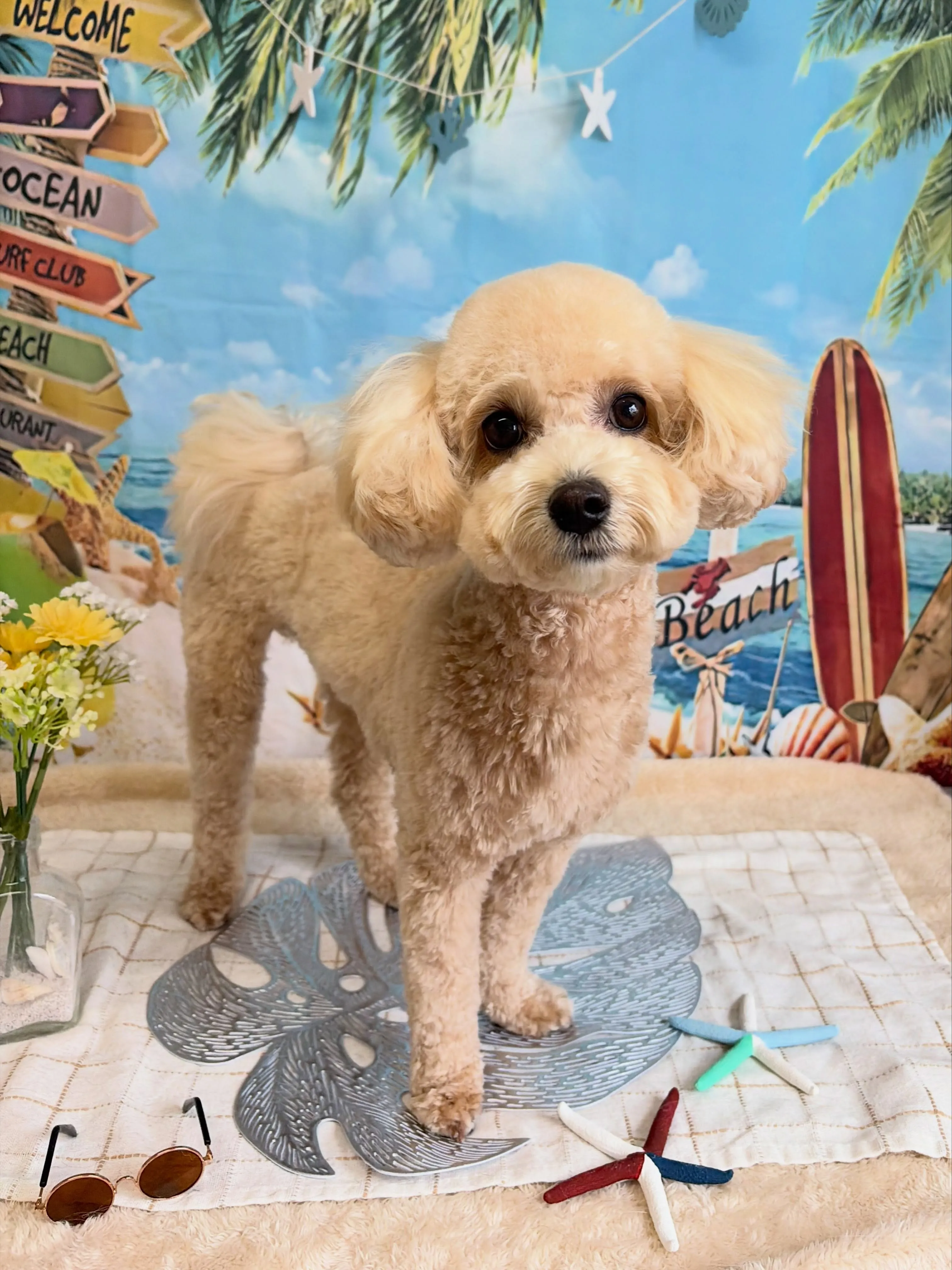 🍃7/12のトリミング🍃ミックス犬🐶｜名東区・千種区・守山区...