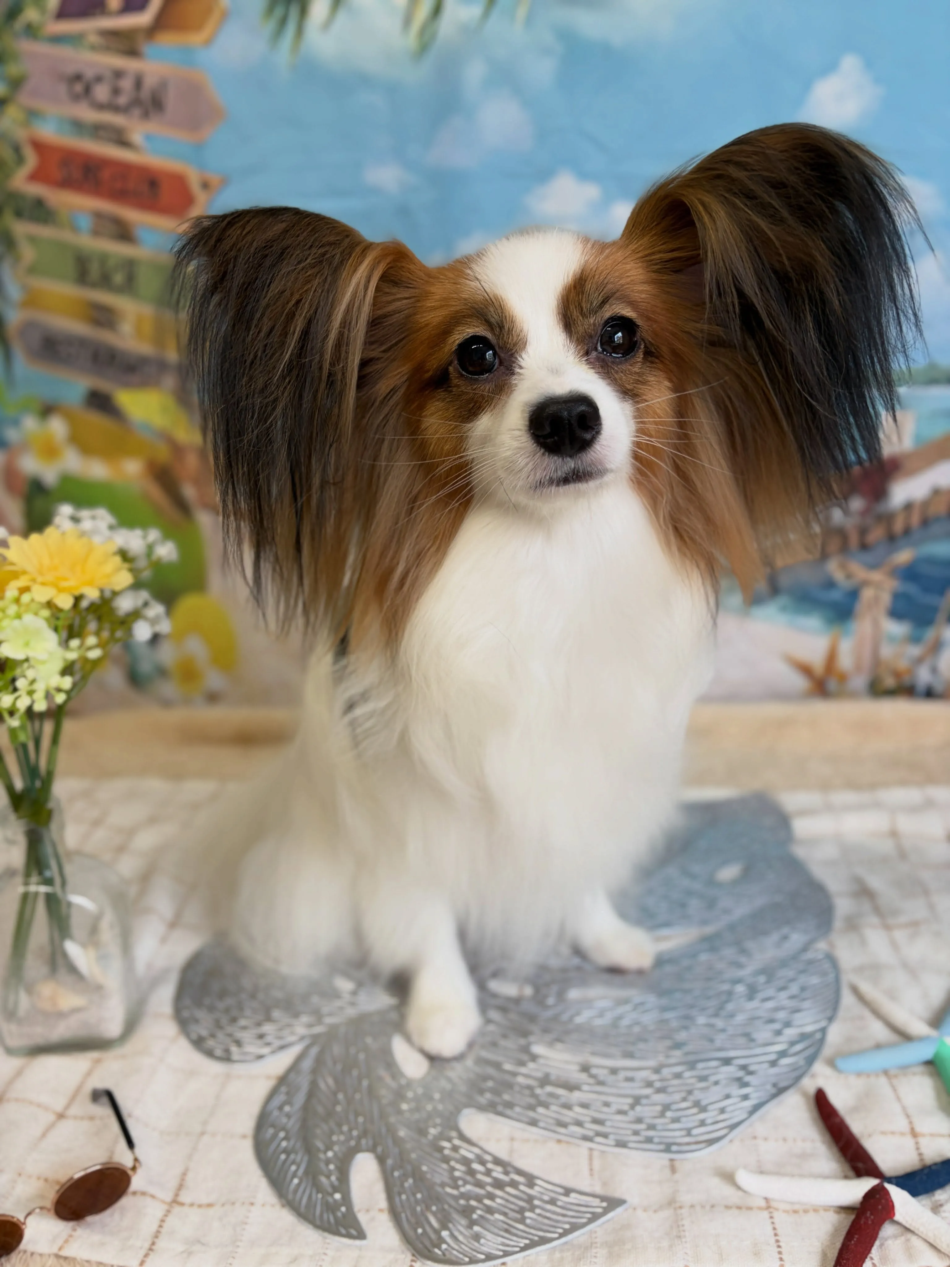 🍃7/12のトリミング🍃パピヨン🐶|名東区・千種区・守山区の...
