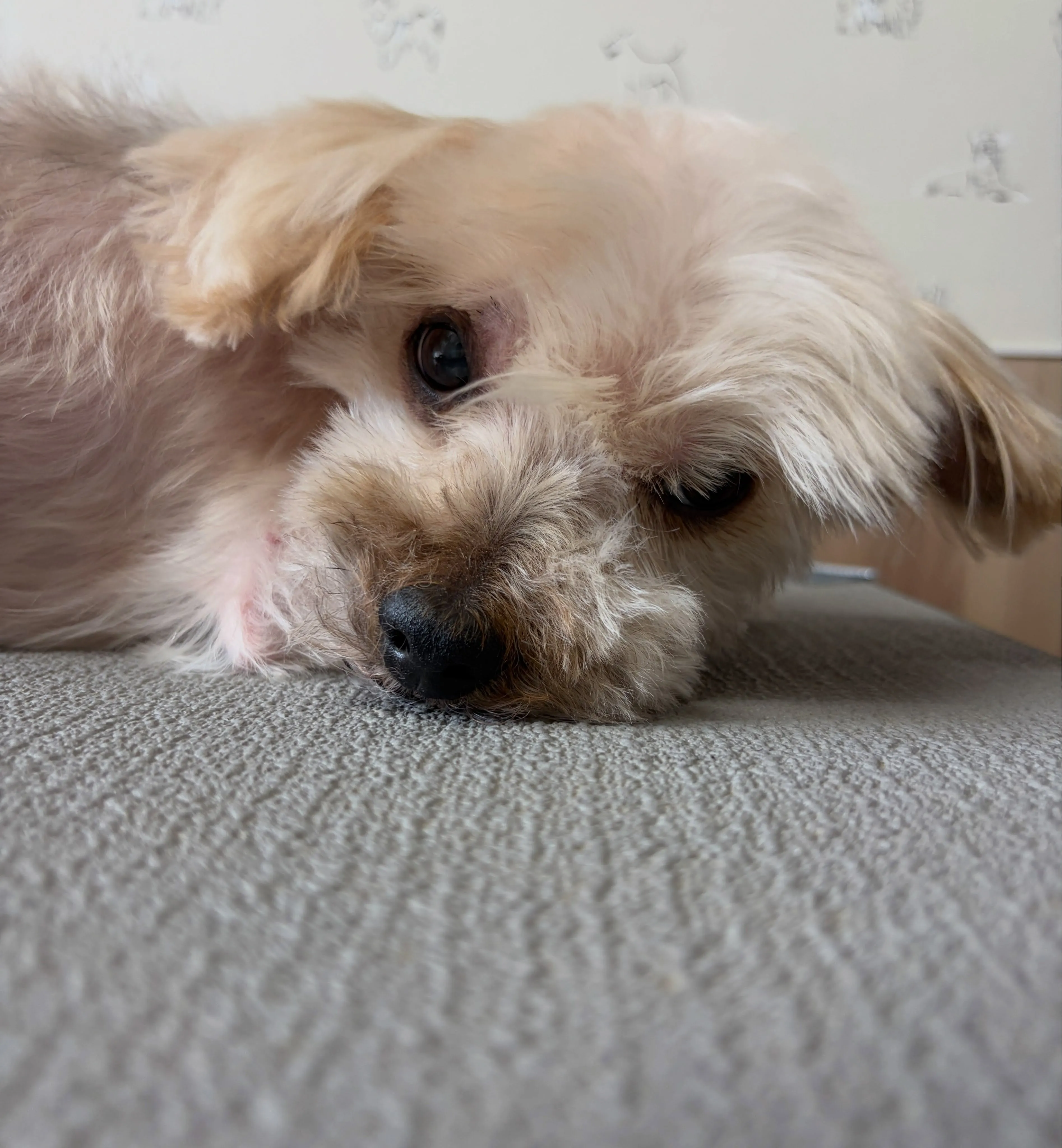 🍃7/12のトリミング🍃ヨークシャテリア🐶｜名東区・千種区・...