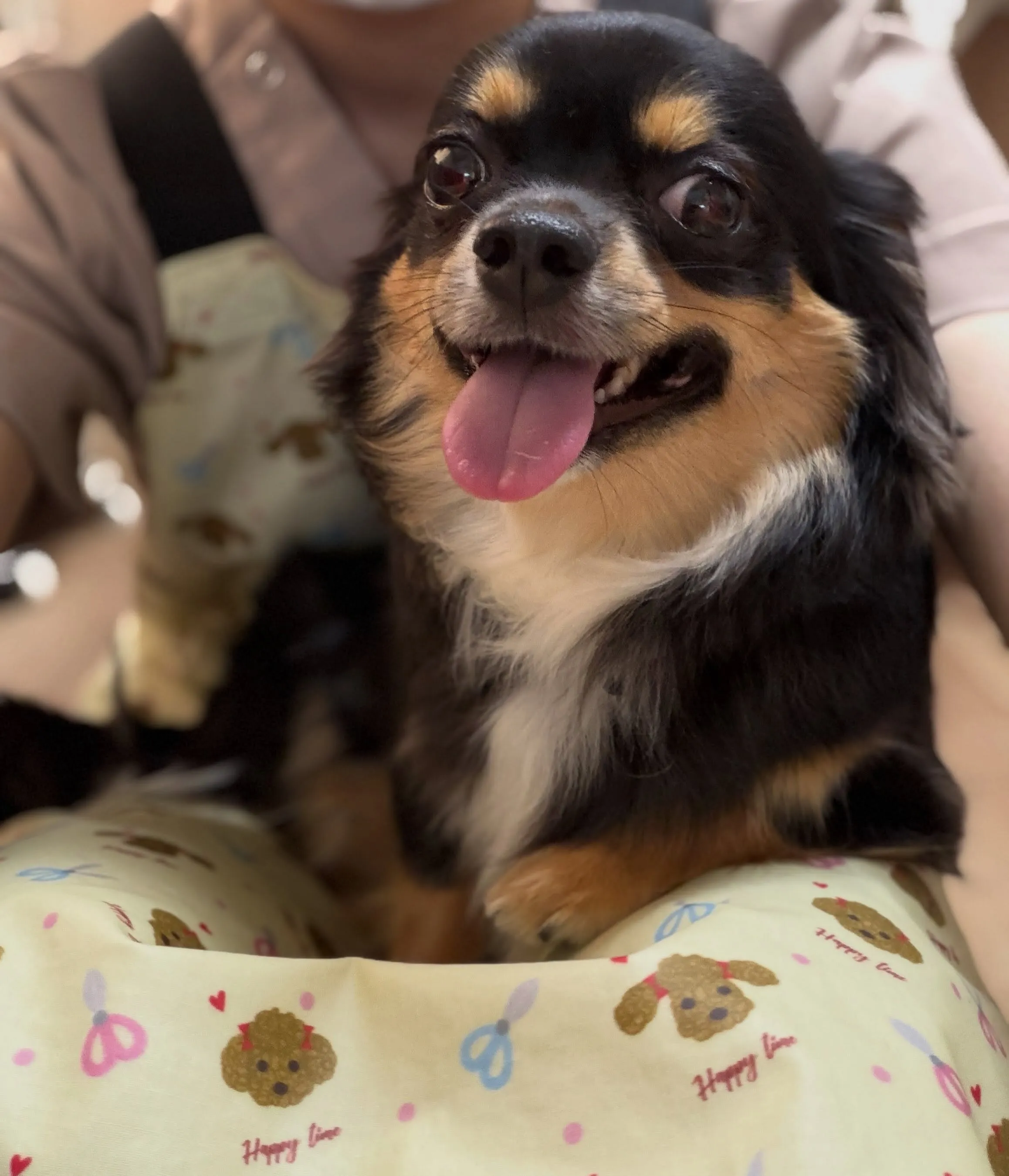 🍃7/13のトリミング🍃チワワ🐶｜名東区・千種区・守山区の動...