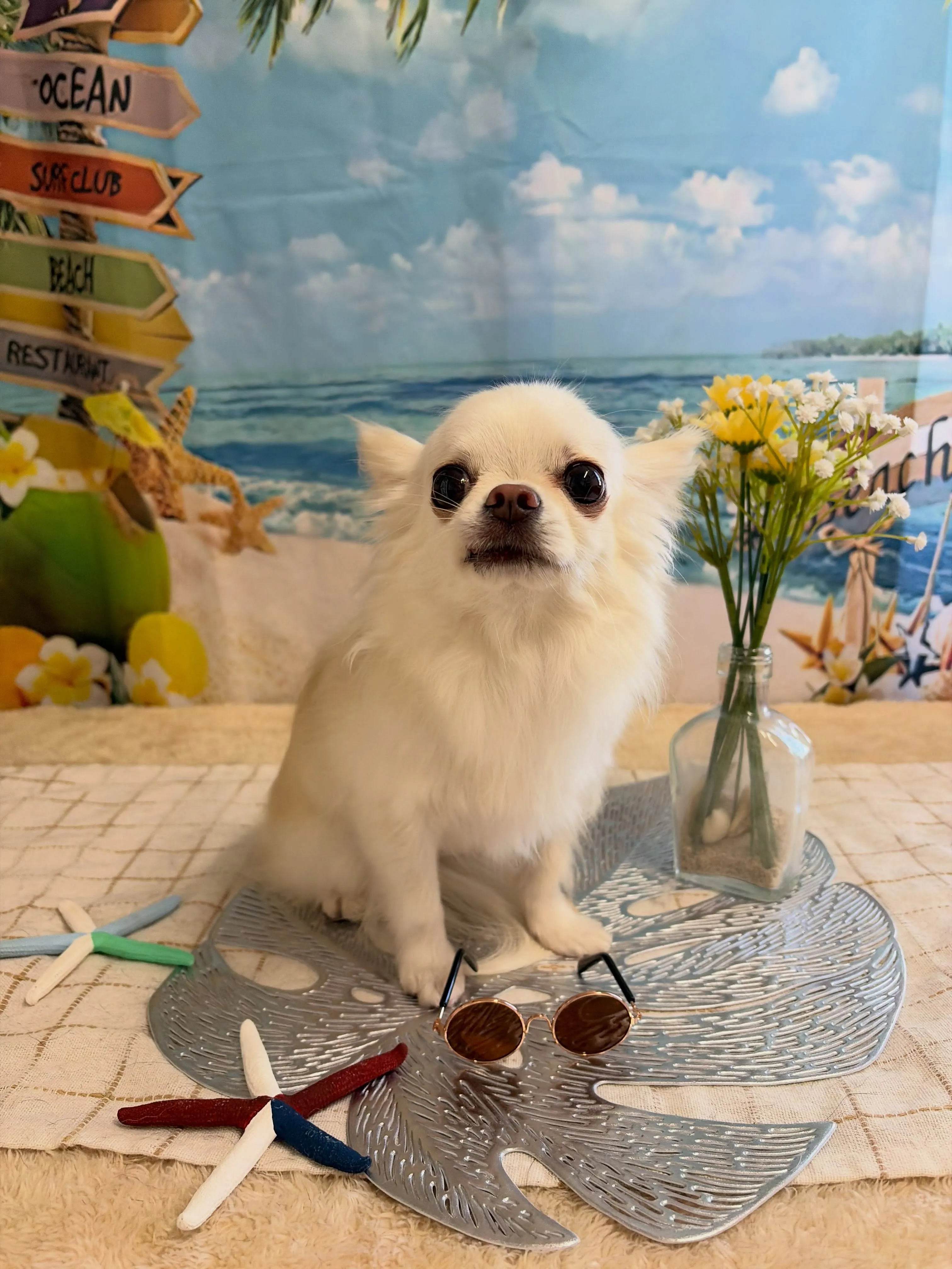 🍃7/14のトリミング🍃チワワ🐶|名東区・千種区・守山区の動...