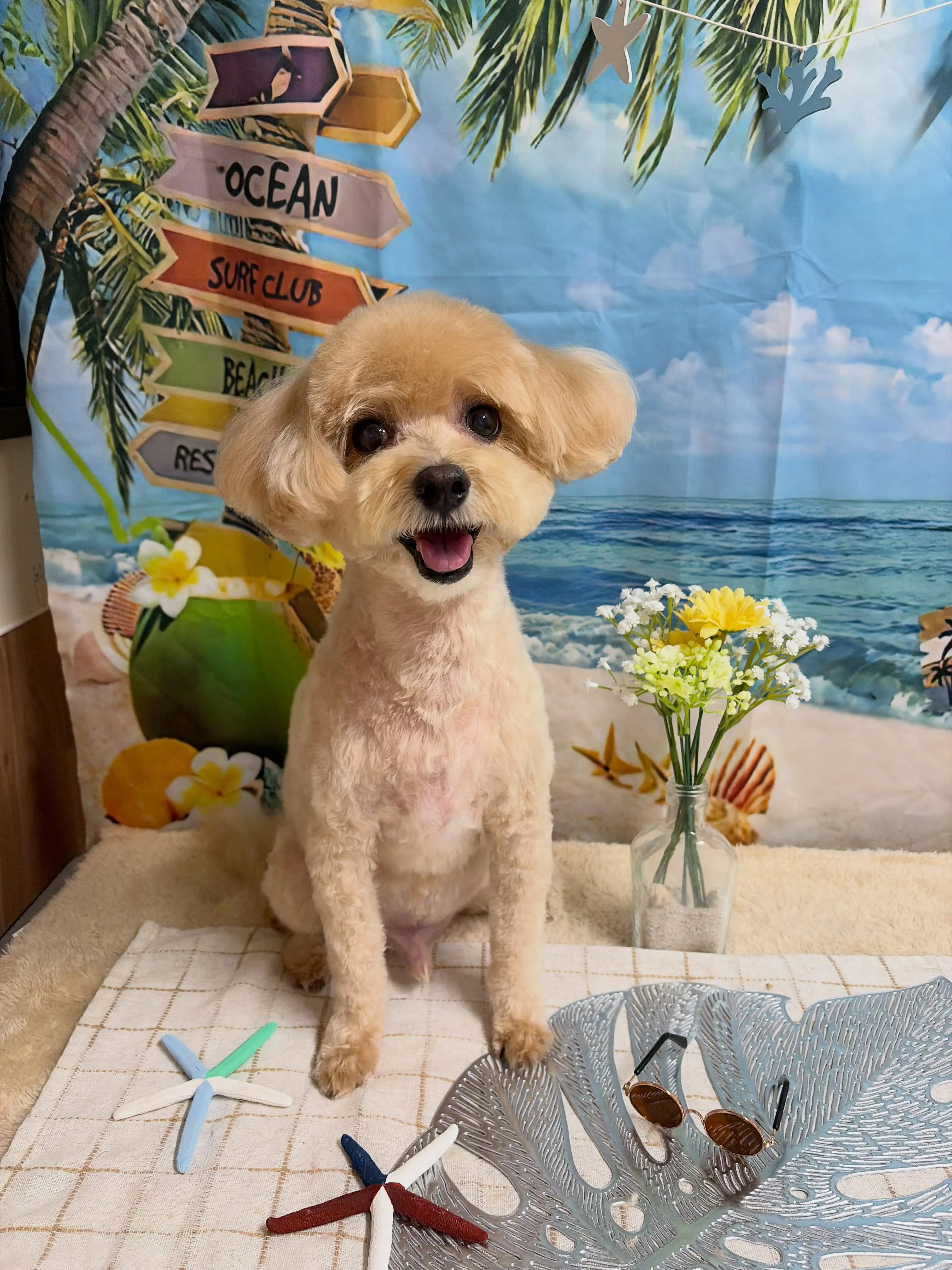 🍃7/13のトリミング🍃MIX犬🐶|名東区・千種区・守山区の...