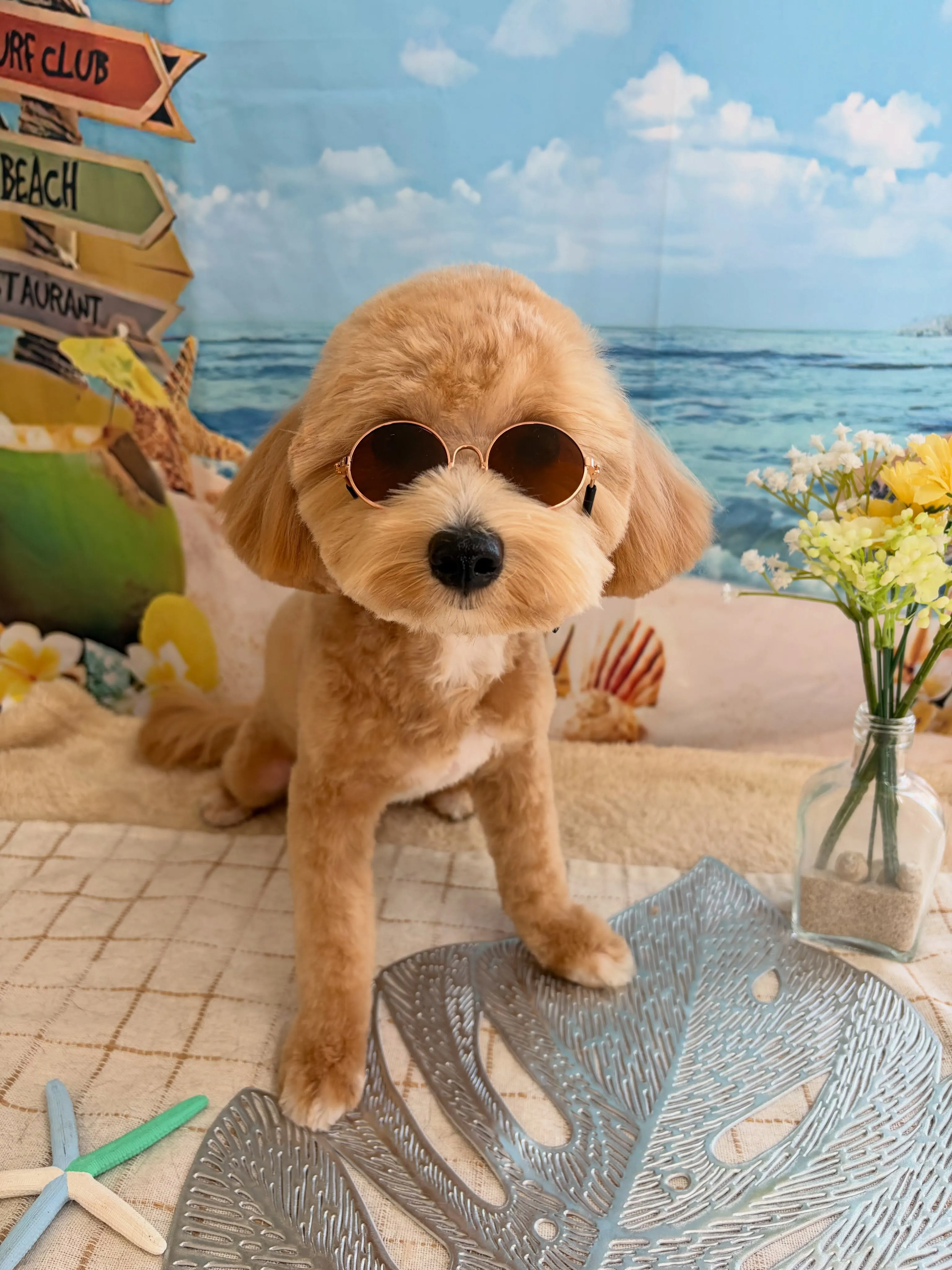 🍃7/13のトリミング🍃MIX犬🐶|名東区・千種区・守山区の...