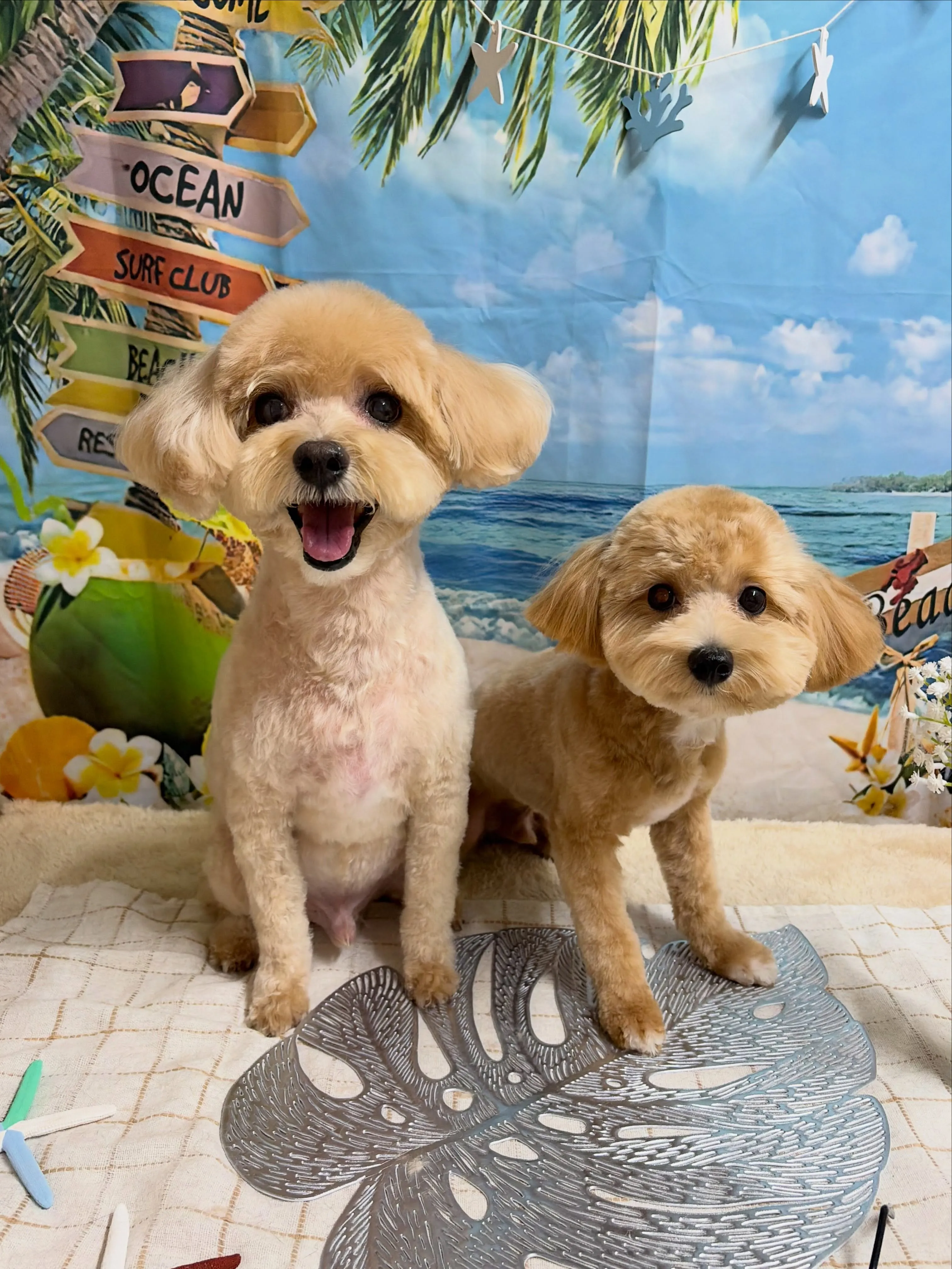 🍃7/13のトリミング🍃MIX犬🐶|名東区・千種区・守山区の...