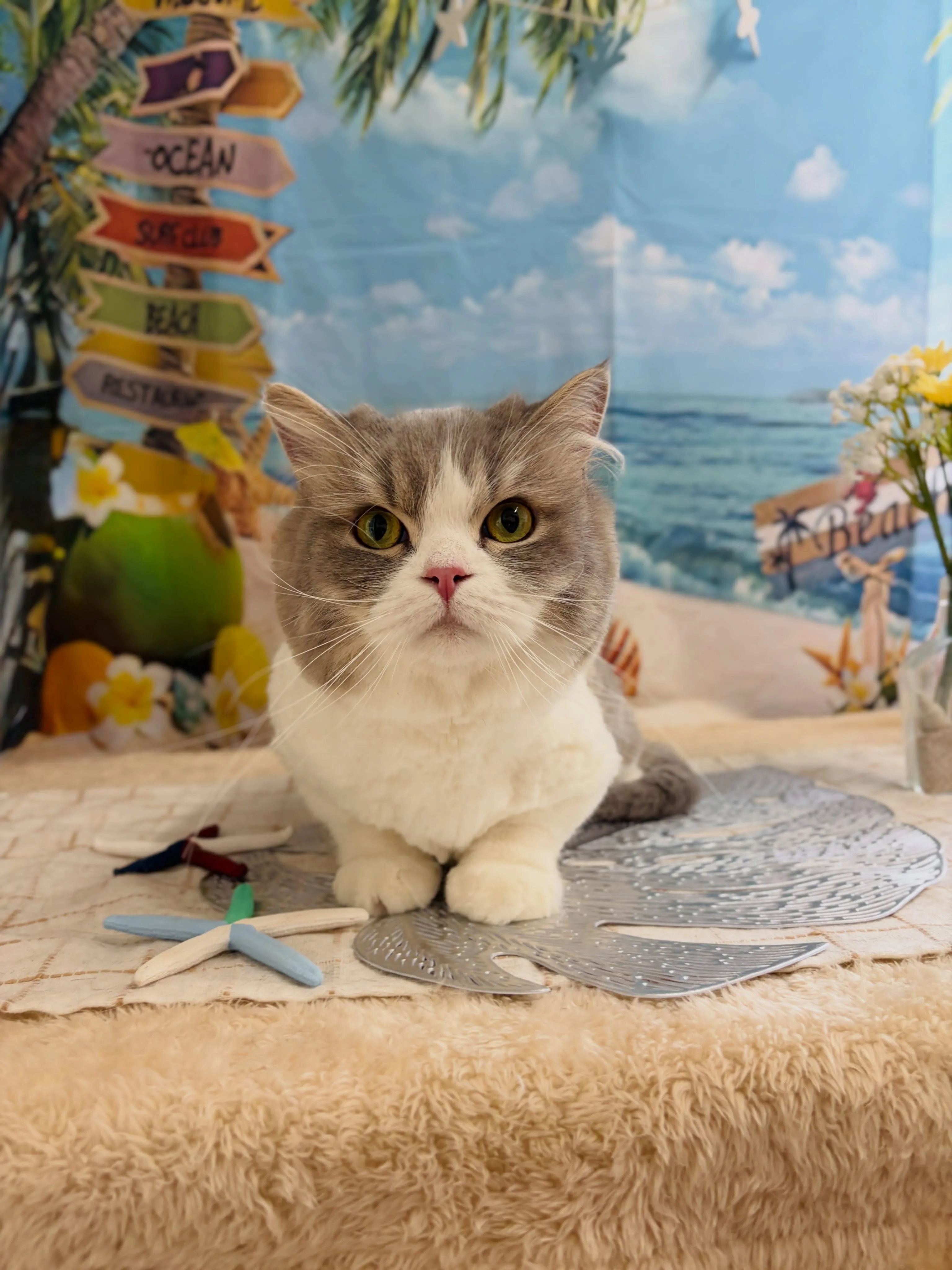 🍃7/15のトリミング🍃サイベリアン🐱｜名東区・千種区・守山...