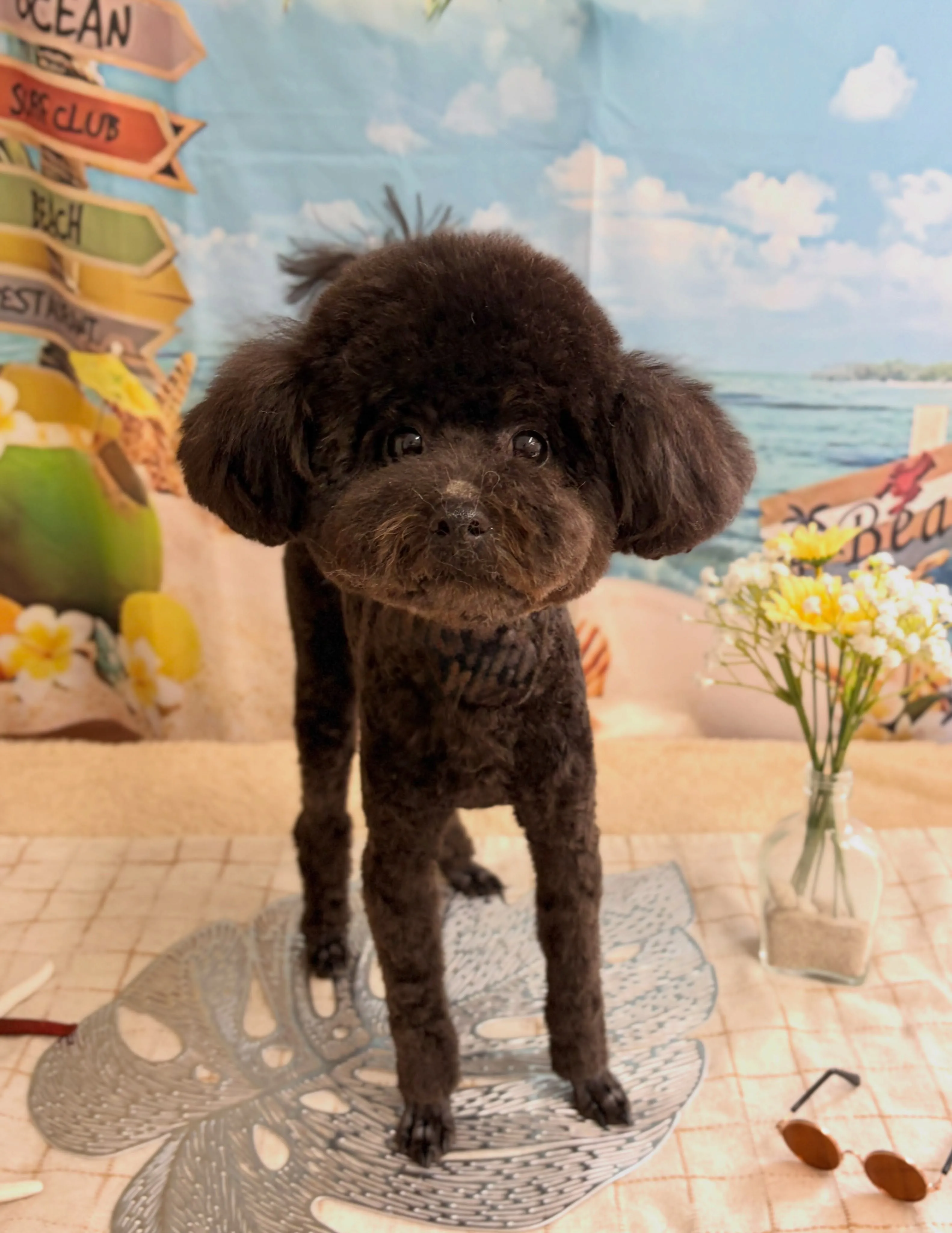 🍃7/15のトリミング🍃プードル 🐶｜名東区・千種区・守山区...