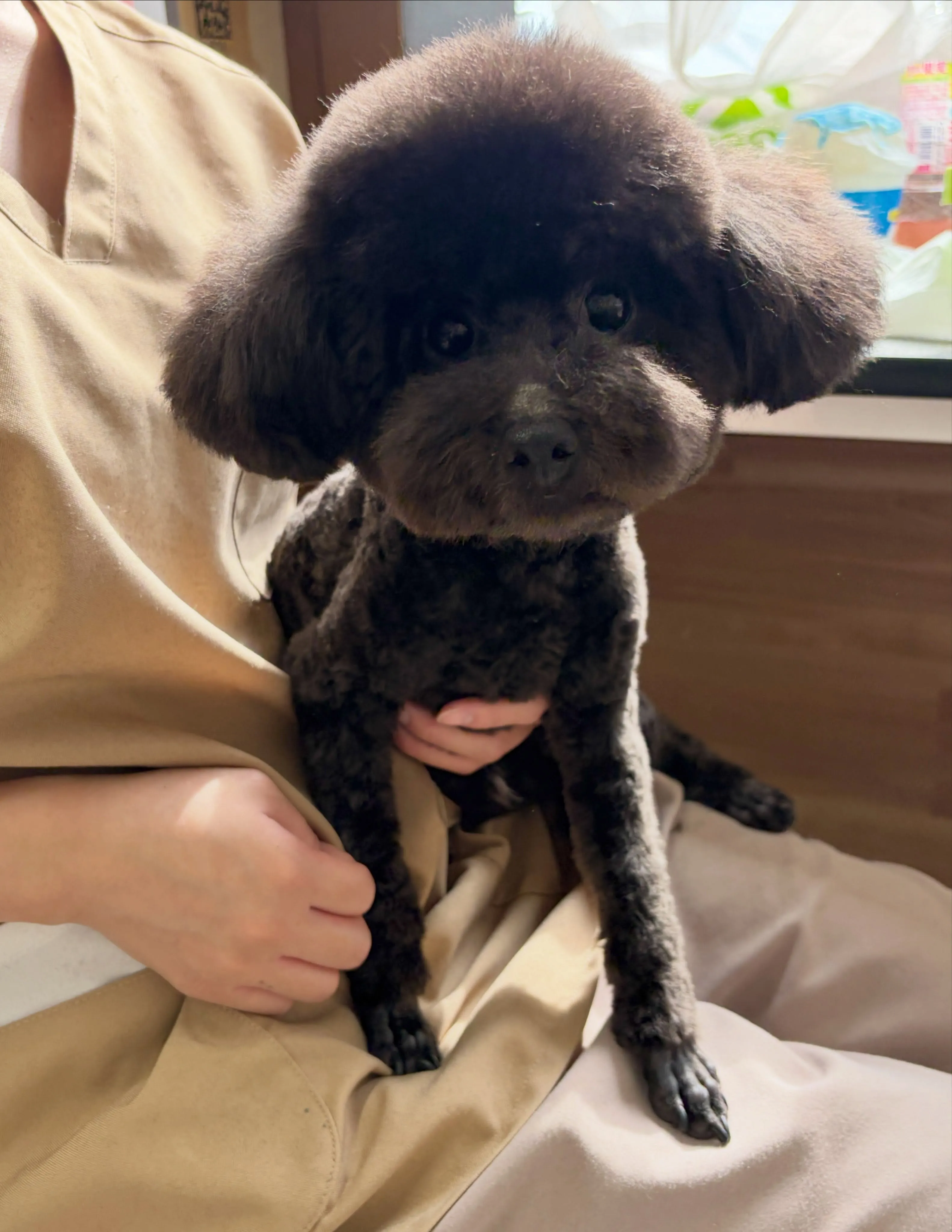 🍃7/15のトリミング🍃プードル 🐶｜名東区・千種区・守山区...
