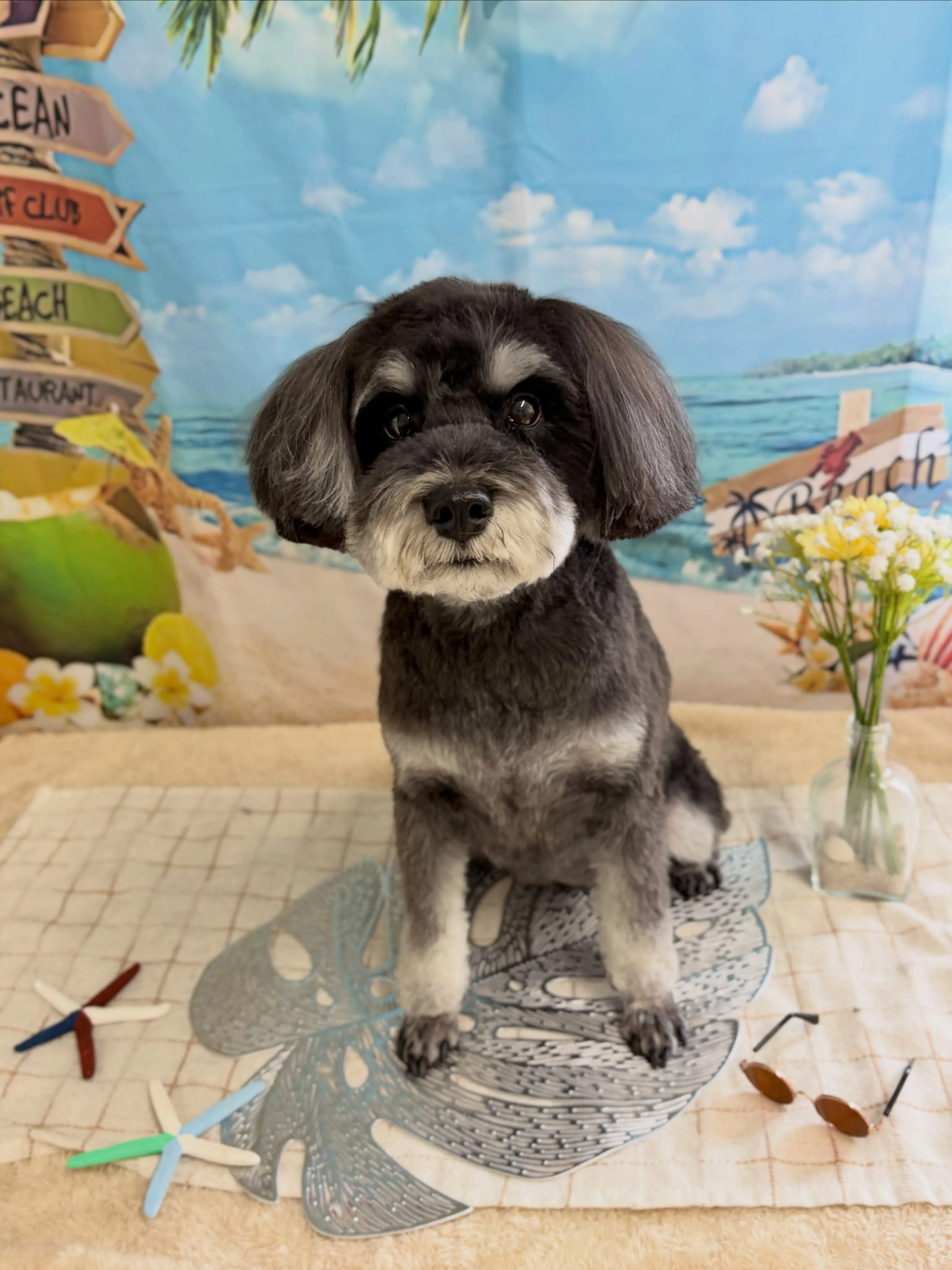 🍃7/17のトリミング🍃シュナウザー🐶｜名東区・千種区・守山...