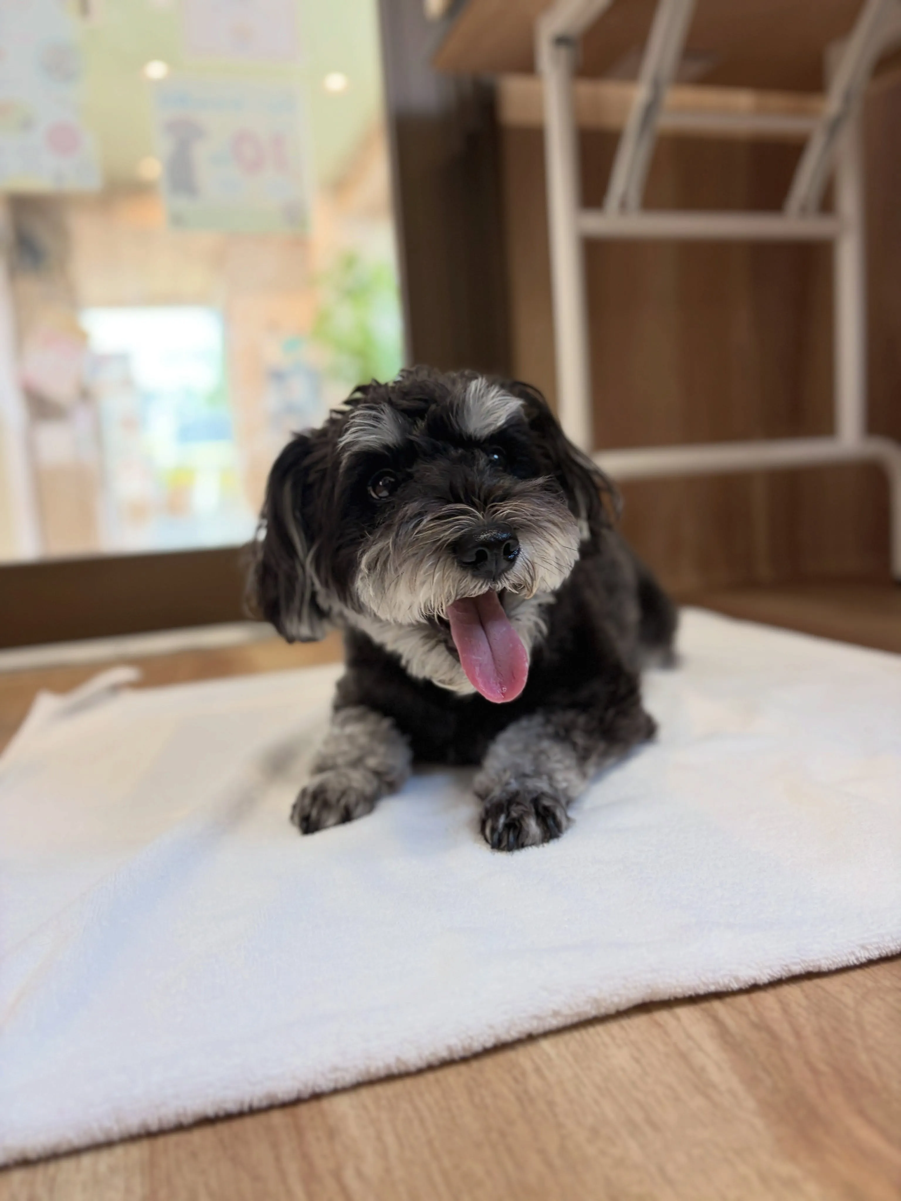 🍃7/17のトリミング🍃シュナウザー🐶｜名東区・千種区・守山...