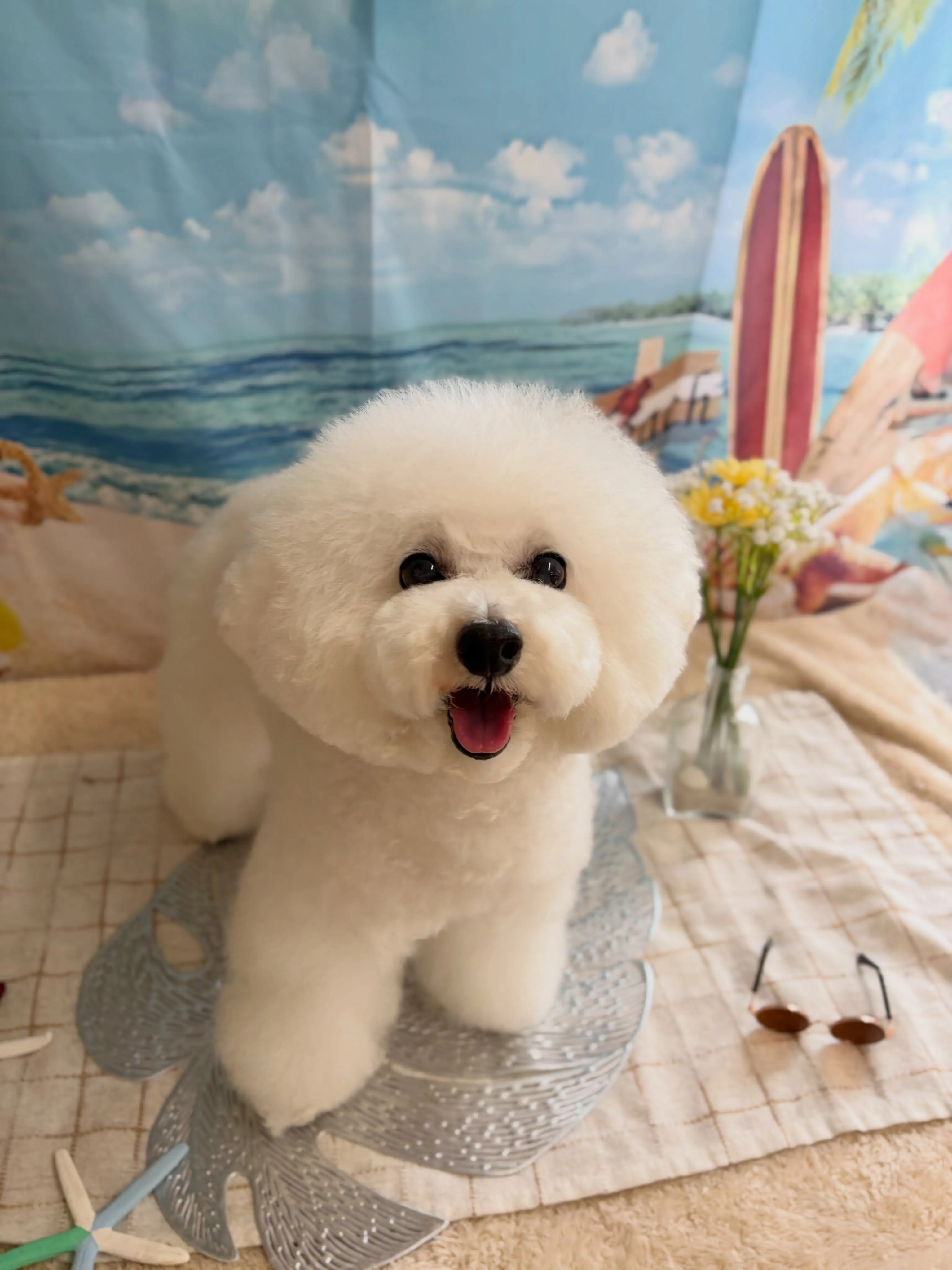 🍃7/17のトリミング🍃プードル🐶|名東区・千種区・守山区の...
