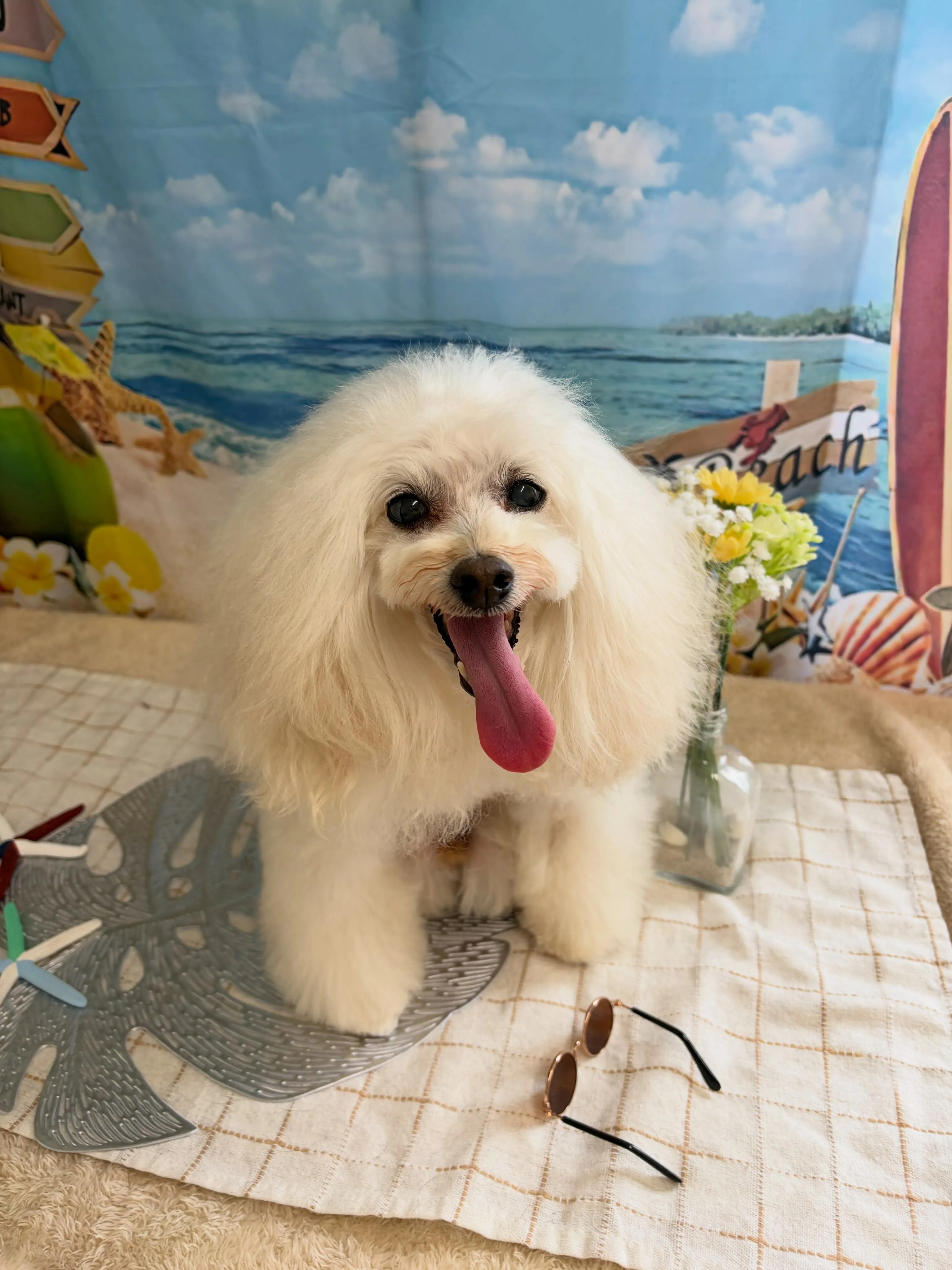 🍃7/17のトリミング🍃プードル🐶|名東区・千種区・守山区の...