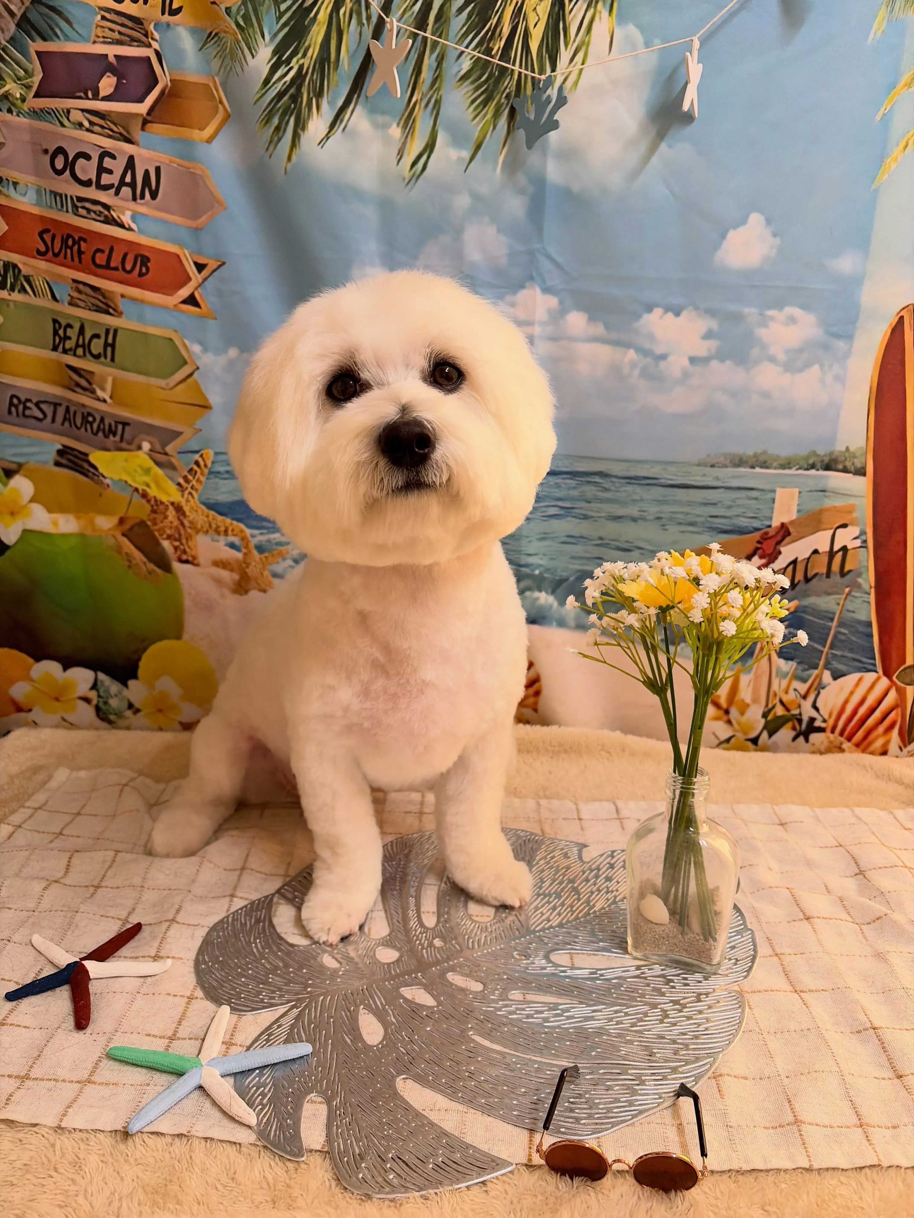🍃7/17のトリミング🍃ミックス犬🐶|名東区・千種区・守山区...