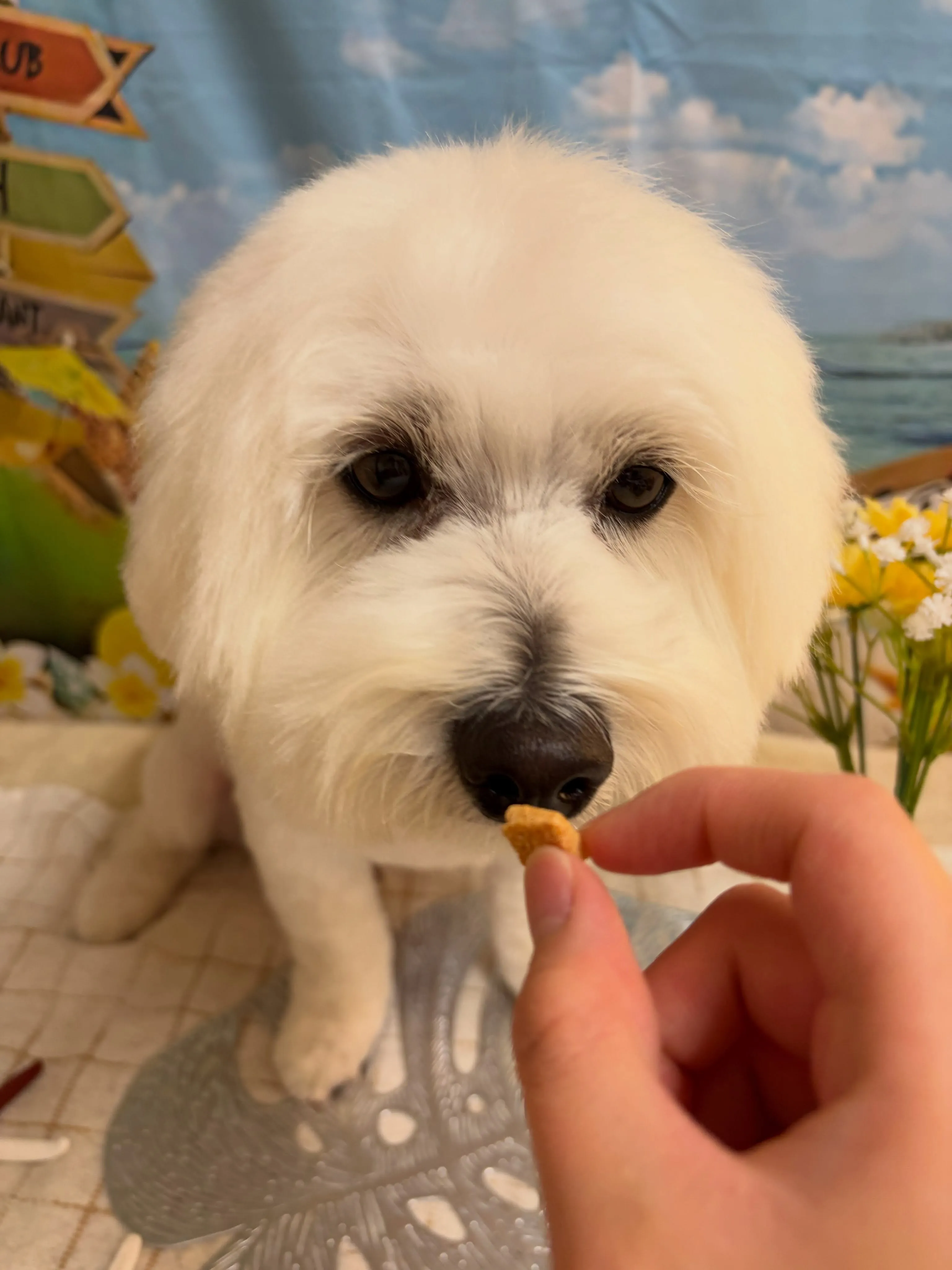 🍃7/17のトリミング🍃ミックス犬🐶｜名東区・千種区・守山区...