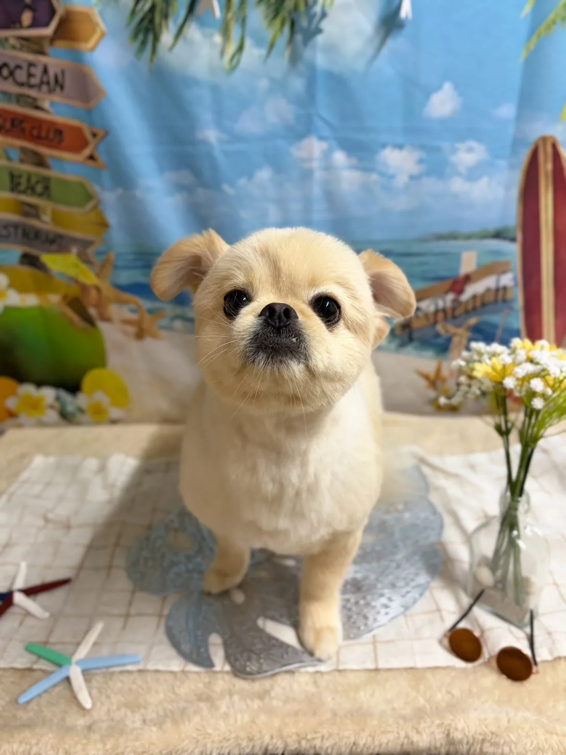 🍃7/17のトリミング🍃ミックス🐶|名東区・千種区・守山区の...