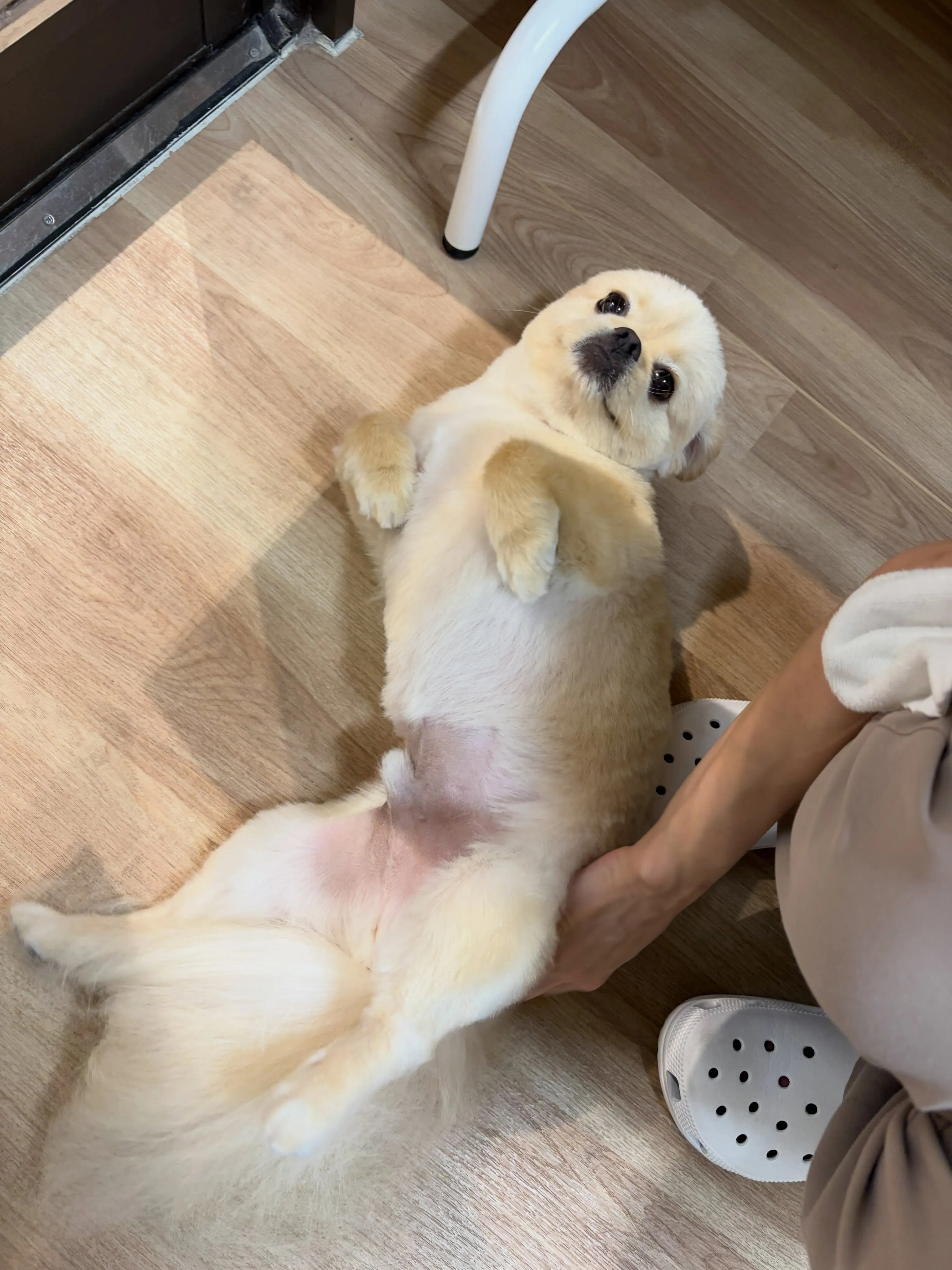 🍃7/17のトリミング🍃ミックス🐶|名東区・千種区・守山区の...