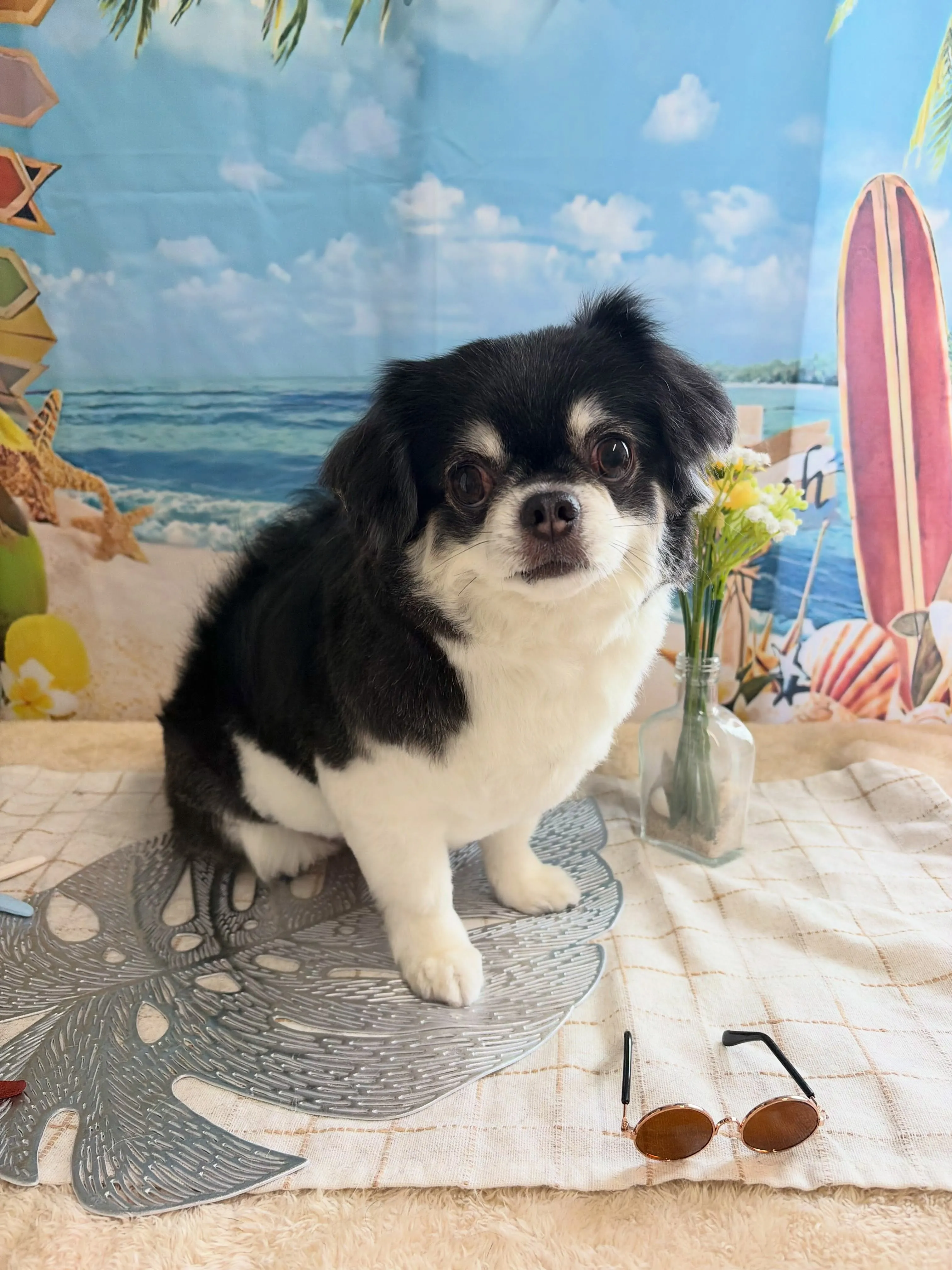 🍃7/18のトリミング🍃チワワ🐶|名東区・千種区・守山区の動...
